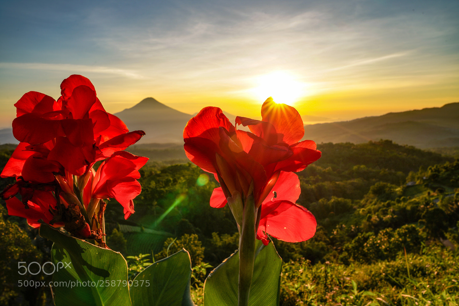 Sony a7R III sample photo. Sunrise over the  flower photography