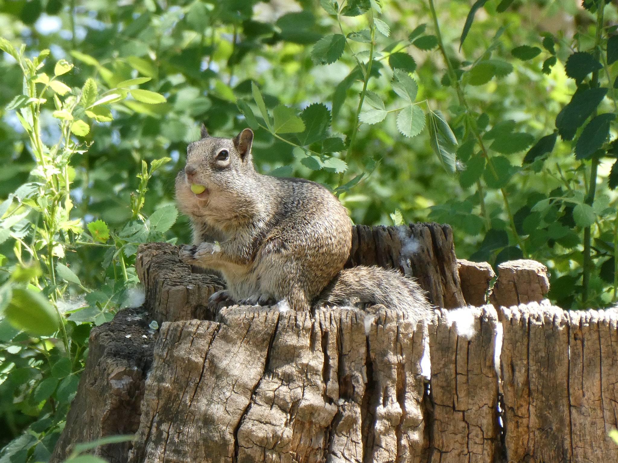 Panasonic DC-ZS70 sample photo. Hungry ground squirrel photography
