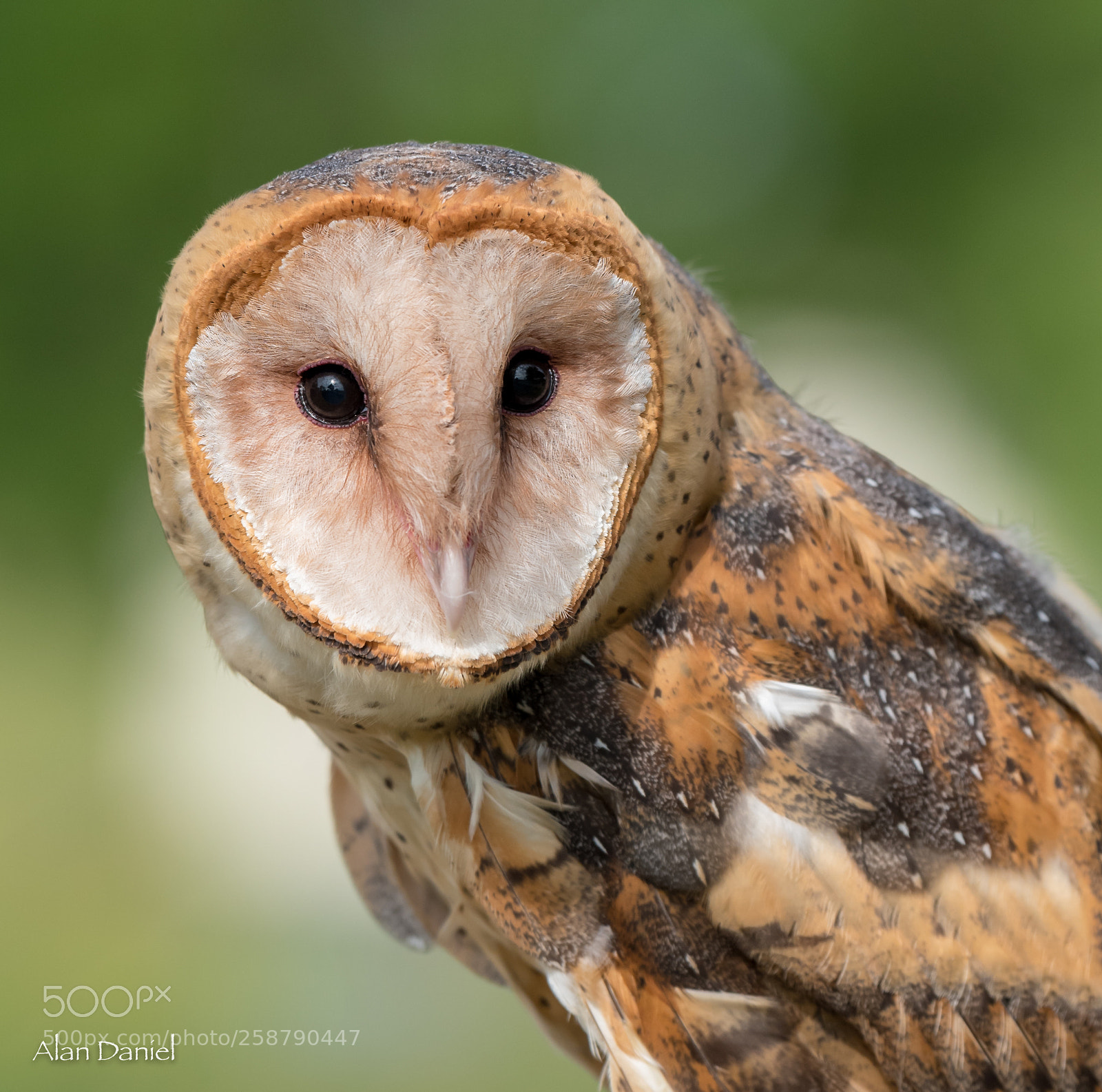 Nikon D750 sample photo. Barn owl photography