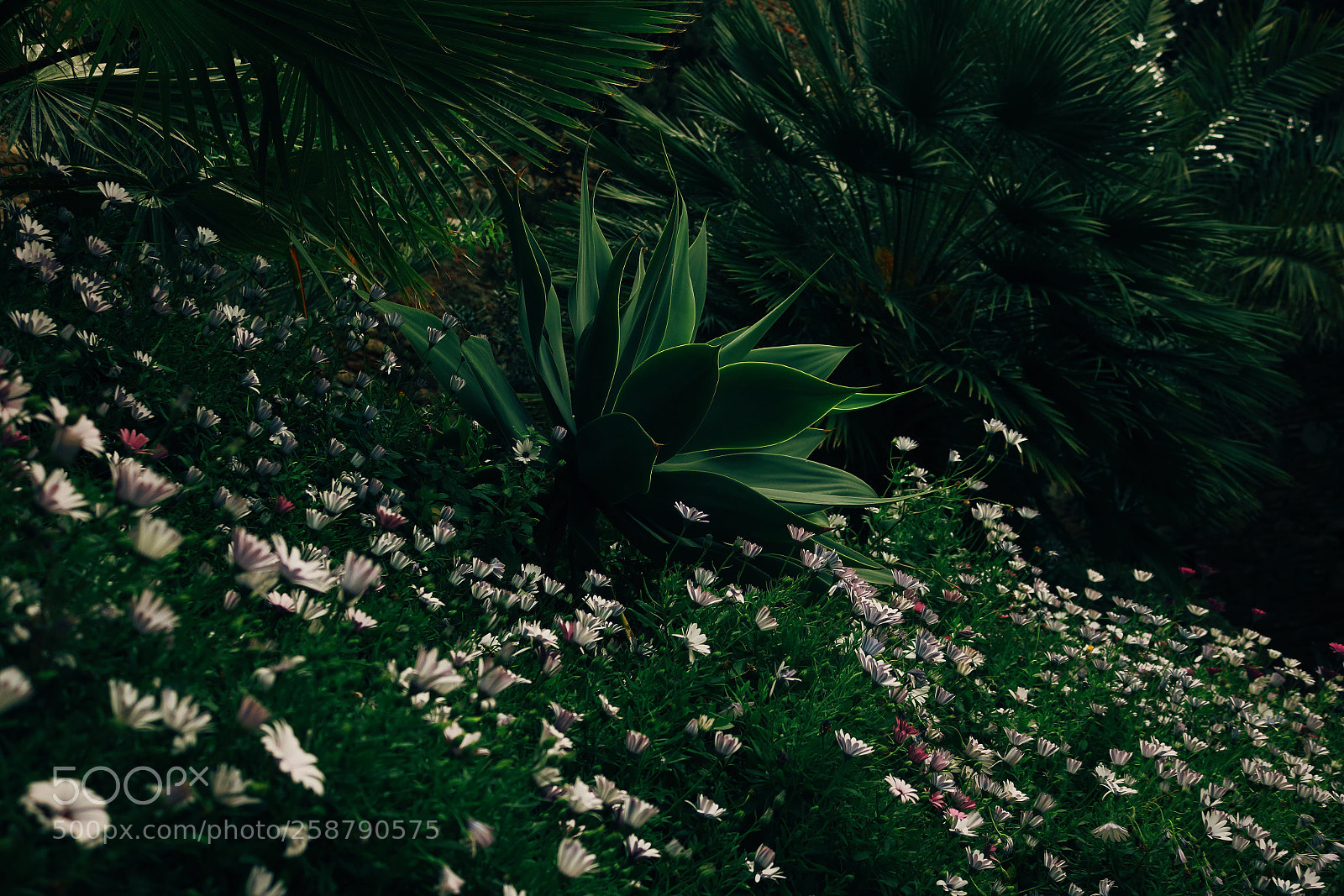 Canon EOS 750D (EOS Rebel T6i / EOS Kiss X8i) sample photo. Processed with vsco with photography
