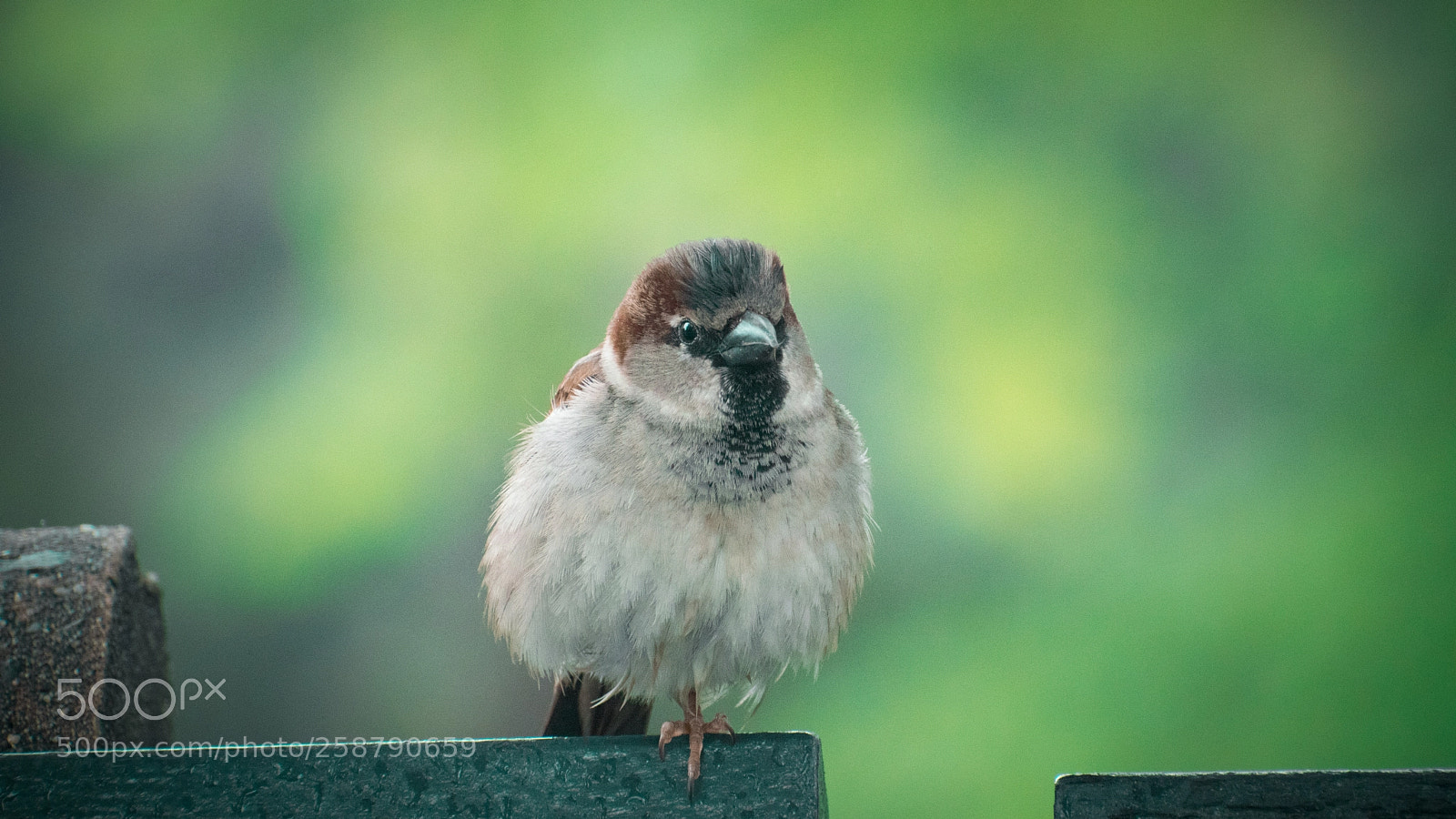 Nikon D5500 sample photo. Male house sparrow photography