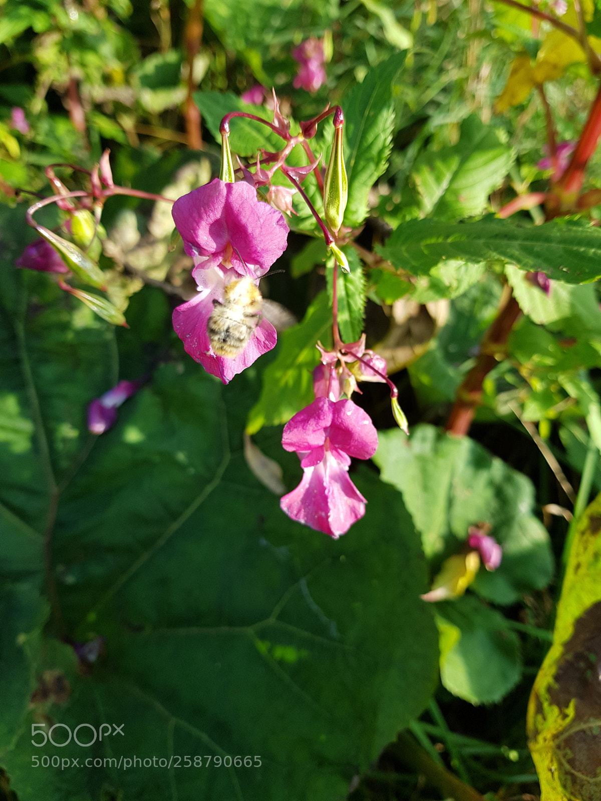 Samsung Galaxy S8+ sample photo. 20171001_171538.jpg photography