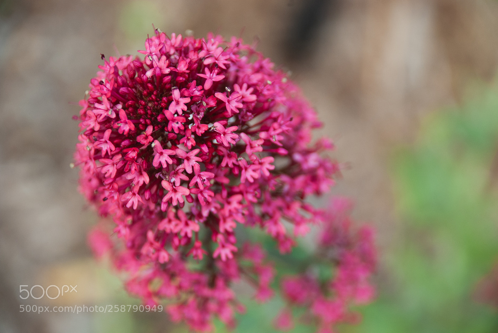 Nikon D40X sample photo. Individually small photography