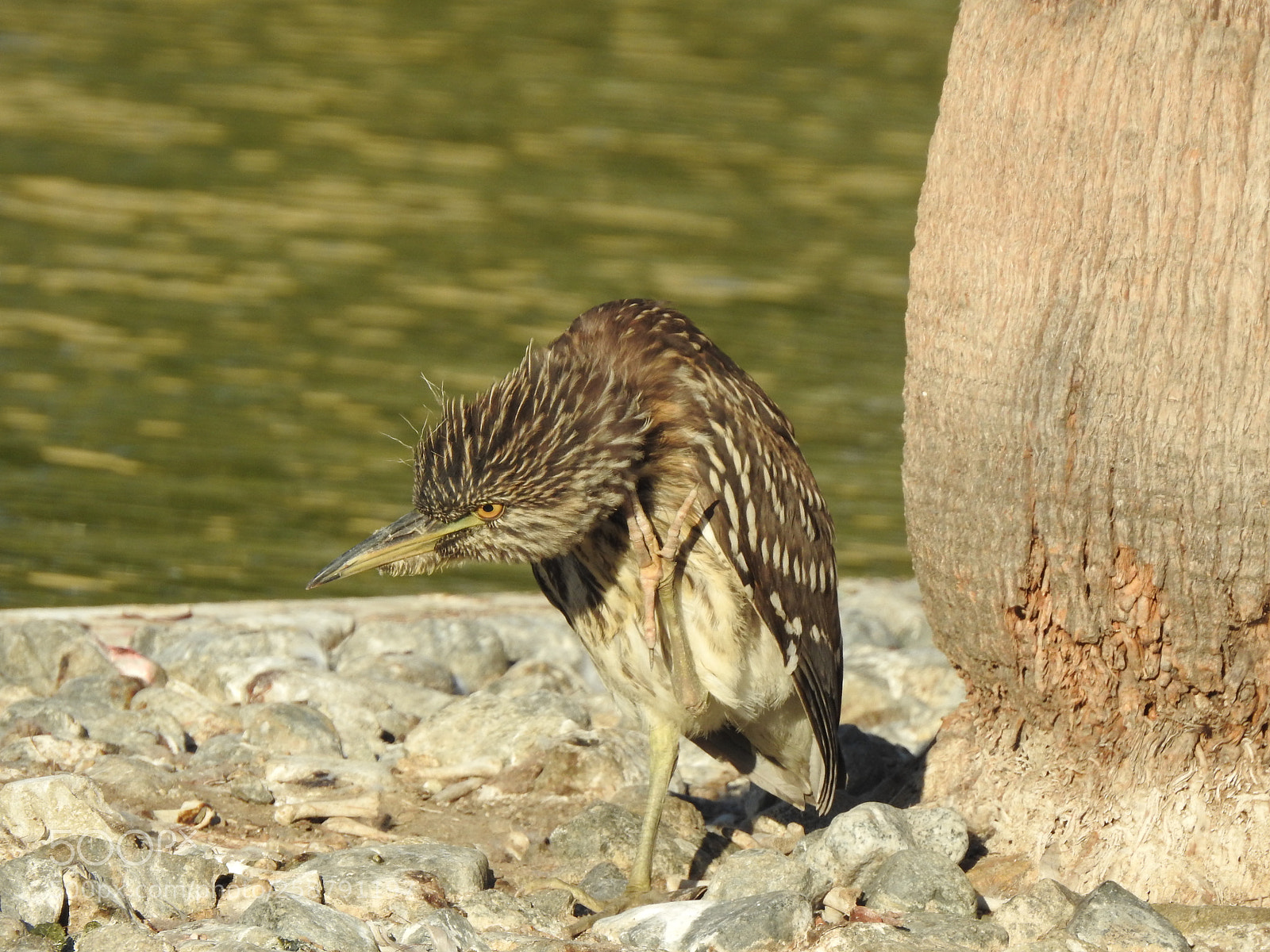 Nikon Coolpix P900 sample photo. Juvenile night heron photography