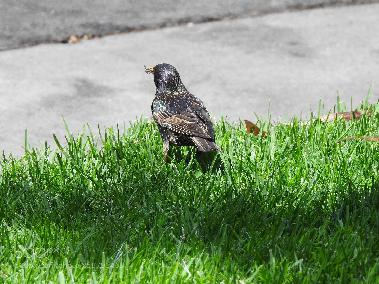 Nikon Coolpix P900 sample photo. Feeding starling photography