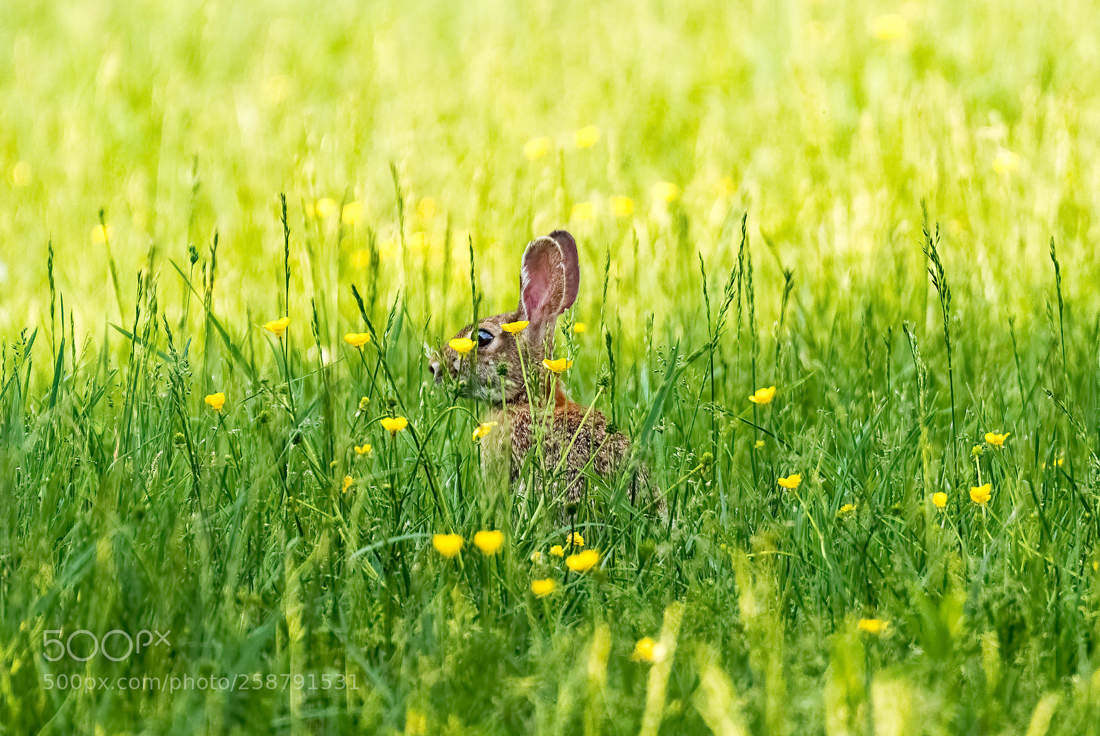Nikon D500 sample photo. Hide and seek photography