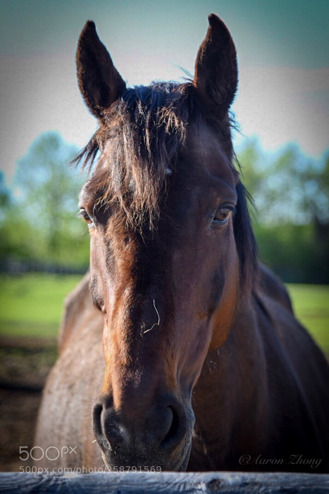 Nikon D750 sample photo. Horse after show photography