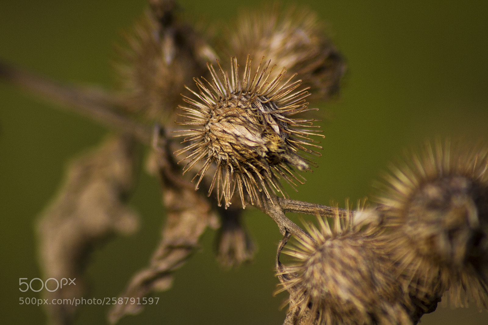 Canon EOS 7D sample photo. Untitled photography