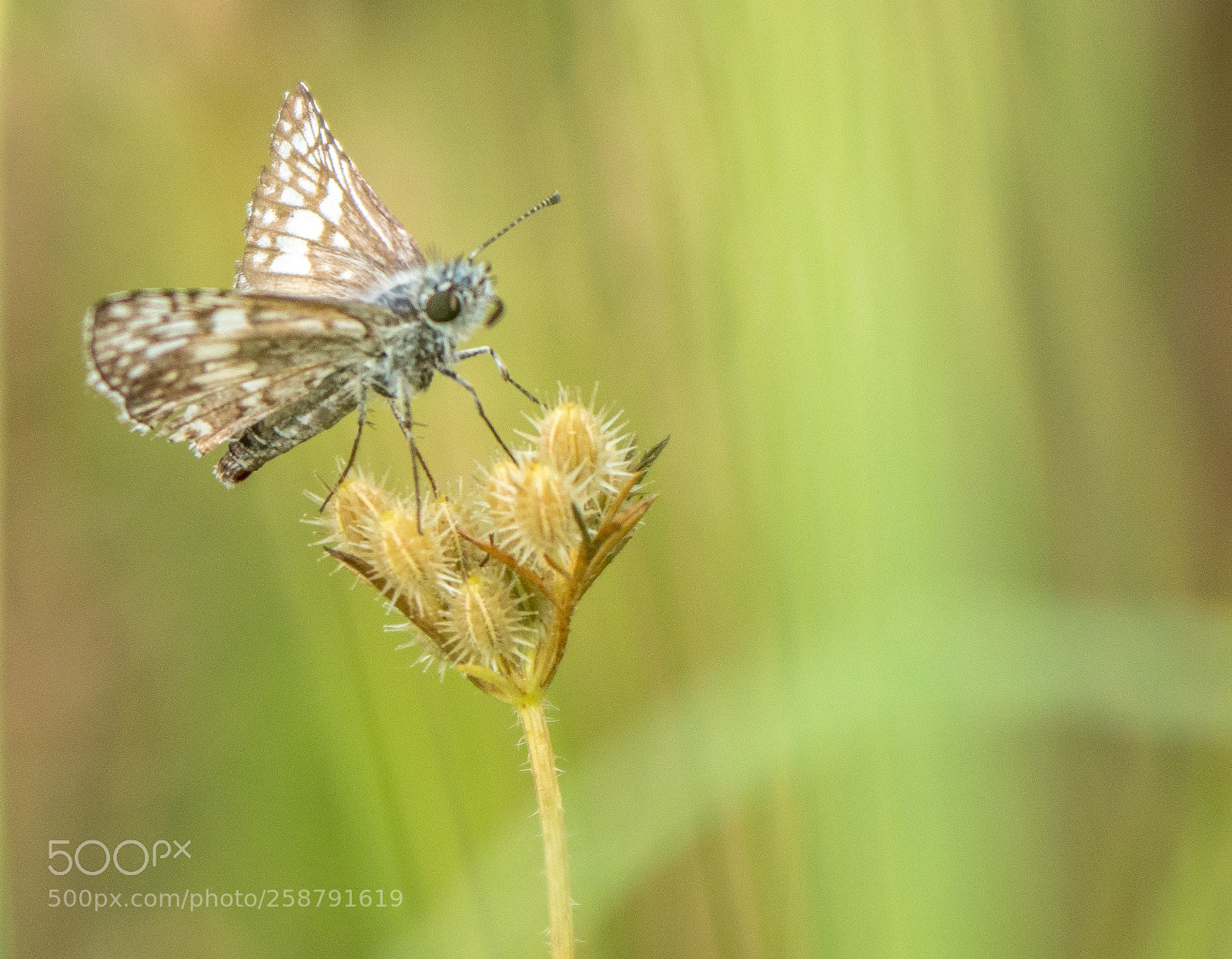 Olympus OM-D E-M1 Mark II sample photo. Butterfly photography