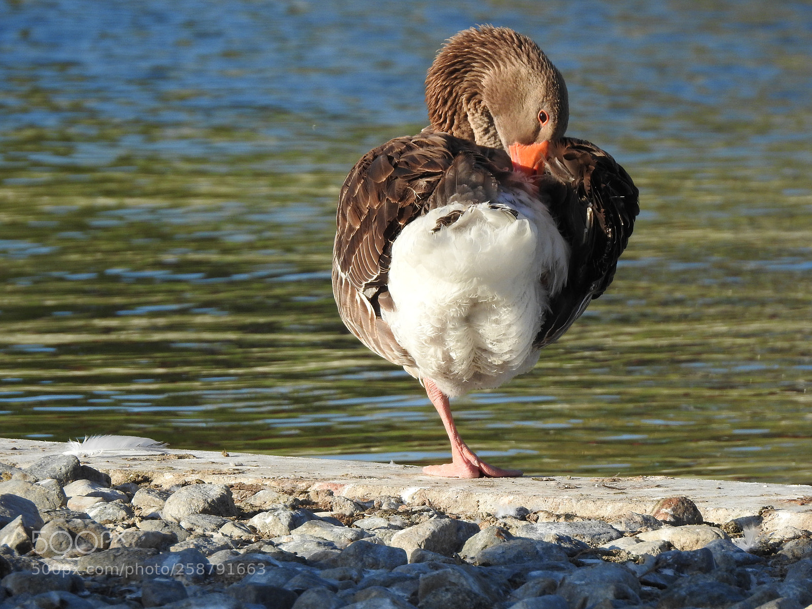 Nikon Coolpix P900 sample photo. Toulouse goose photography