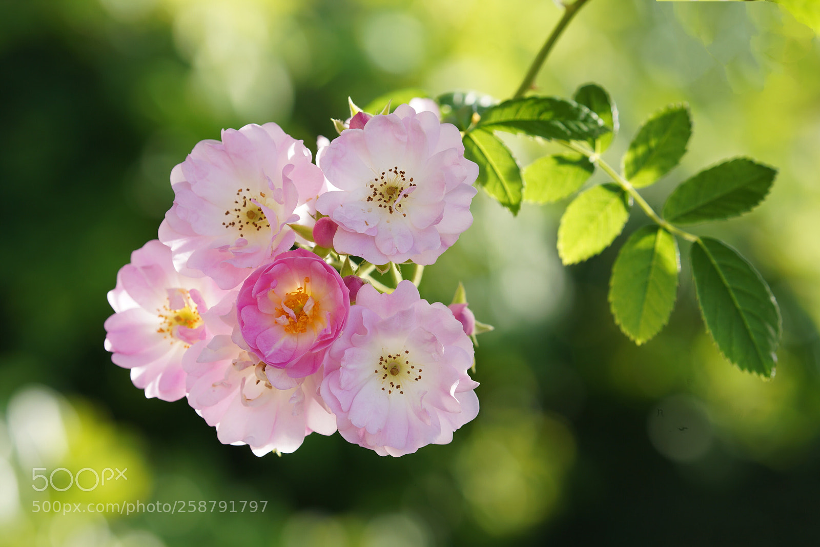 Sony a7R III sample photo. Rose photography
