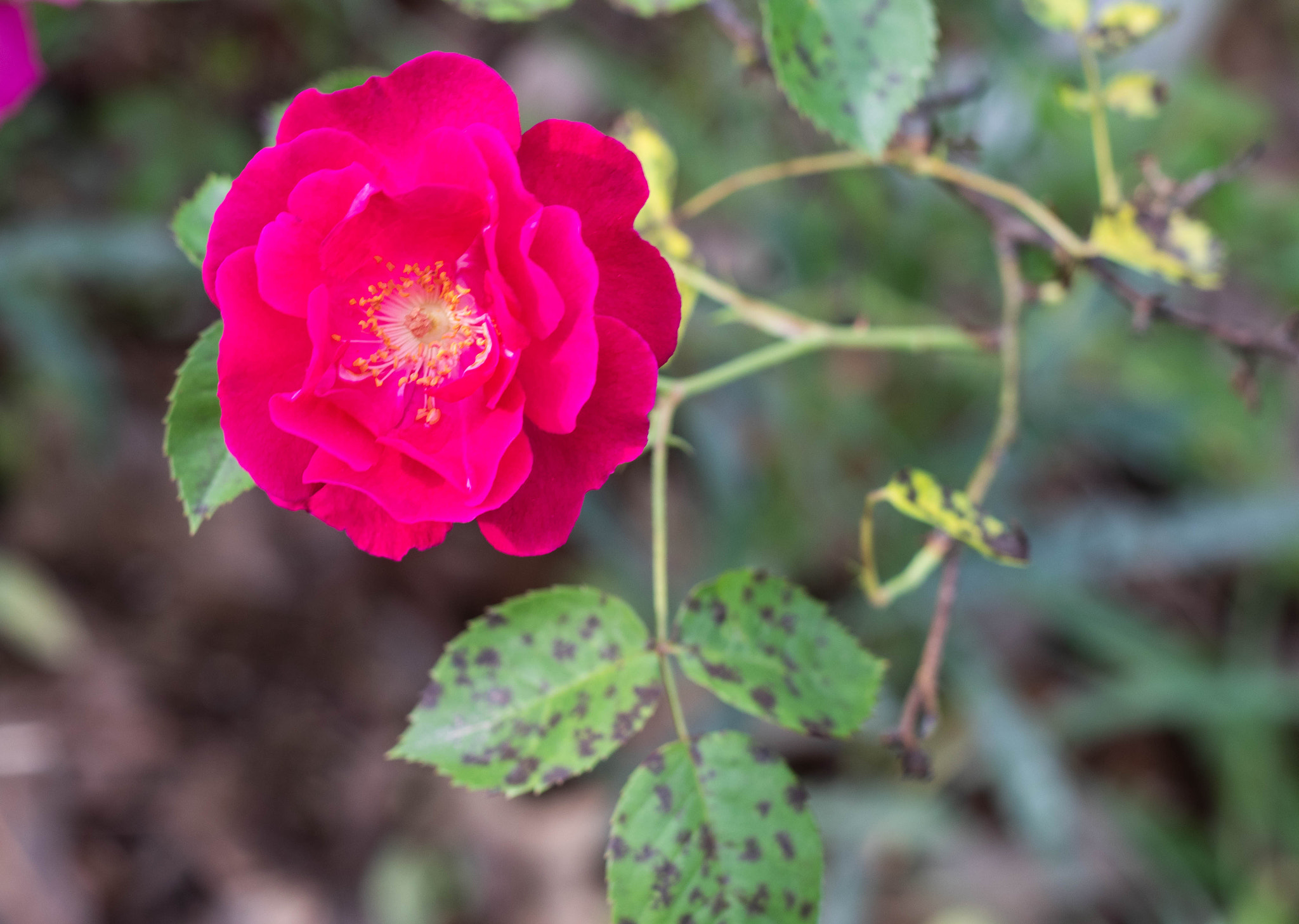 Canon EOS 200D (EOS Rebel SL2 / EOS Kiss X9) sample photo. Rose 1 photography