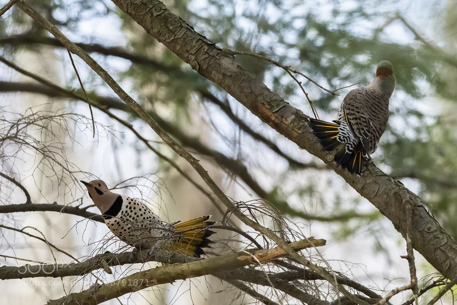 Nikon D850 sample photo. Flickers displaying photography