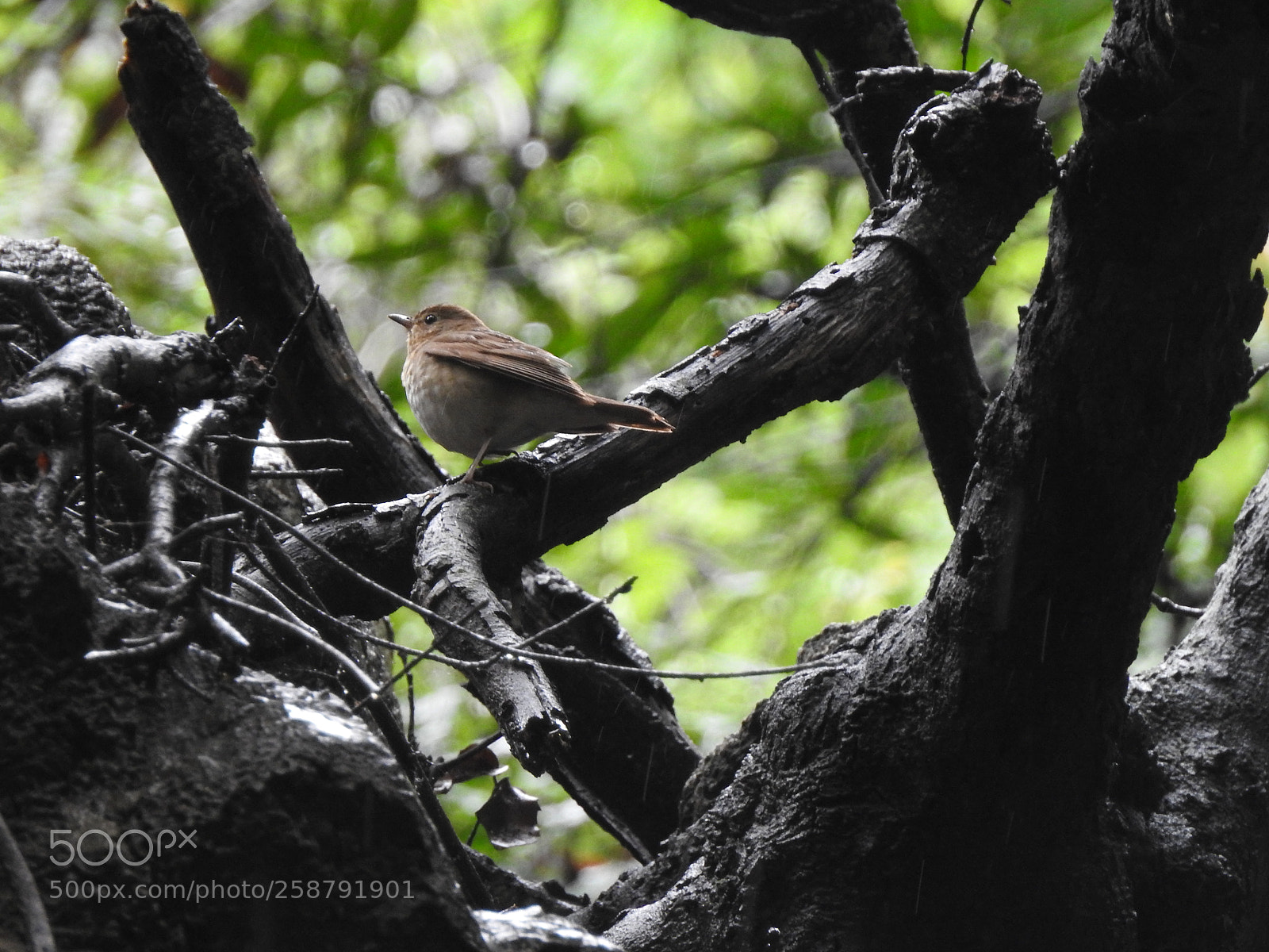 Nikon Coolpix P900 sample photo. Wren looking for sun photography