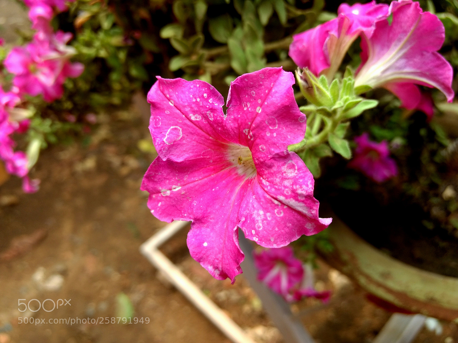 Motorola Moto G (4) sample photo. Spotted petunia photography