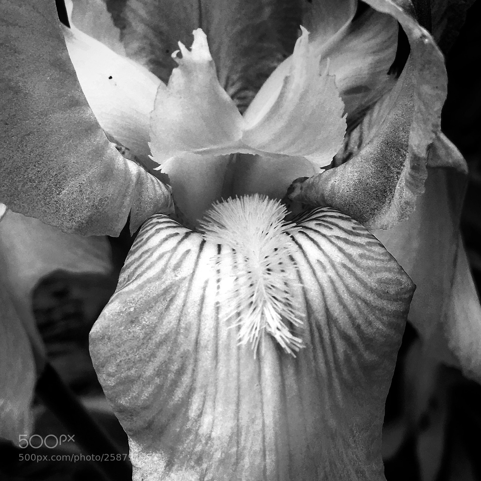Apple iPhone 6s sample photo. Bearded iris photography