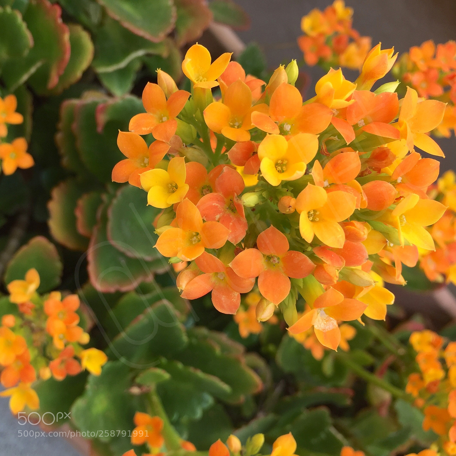 Apple iPhone 6 sample photo. Kalanchoe photography