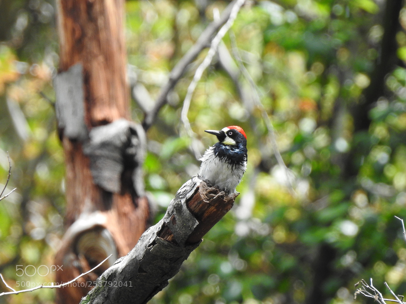 Nikon Coolpix P900 sample photo. Acorn woodpecker photography