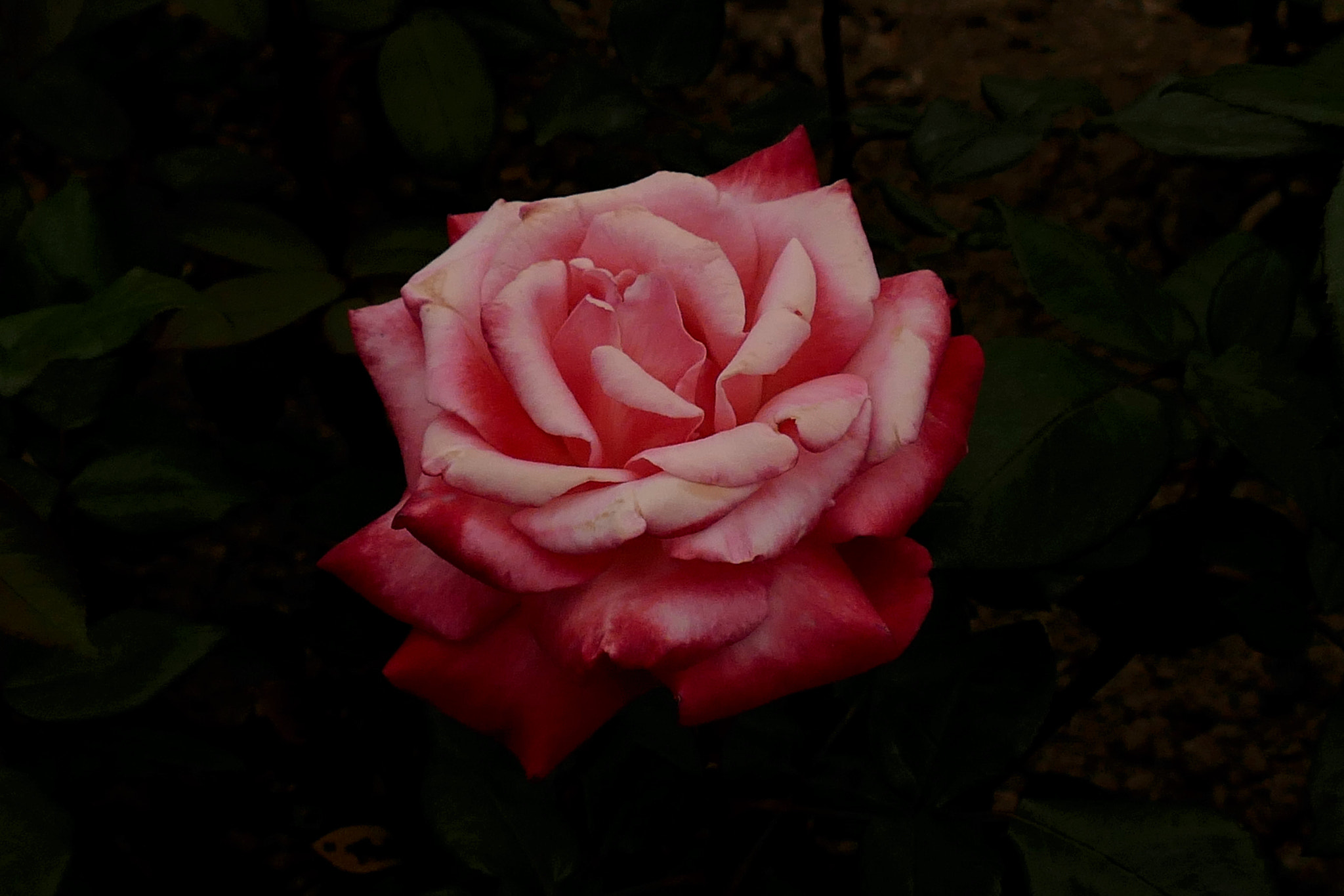 Leica V-Lux (Typ 114) sample photo