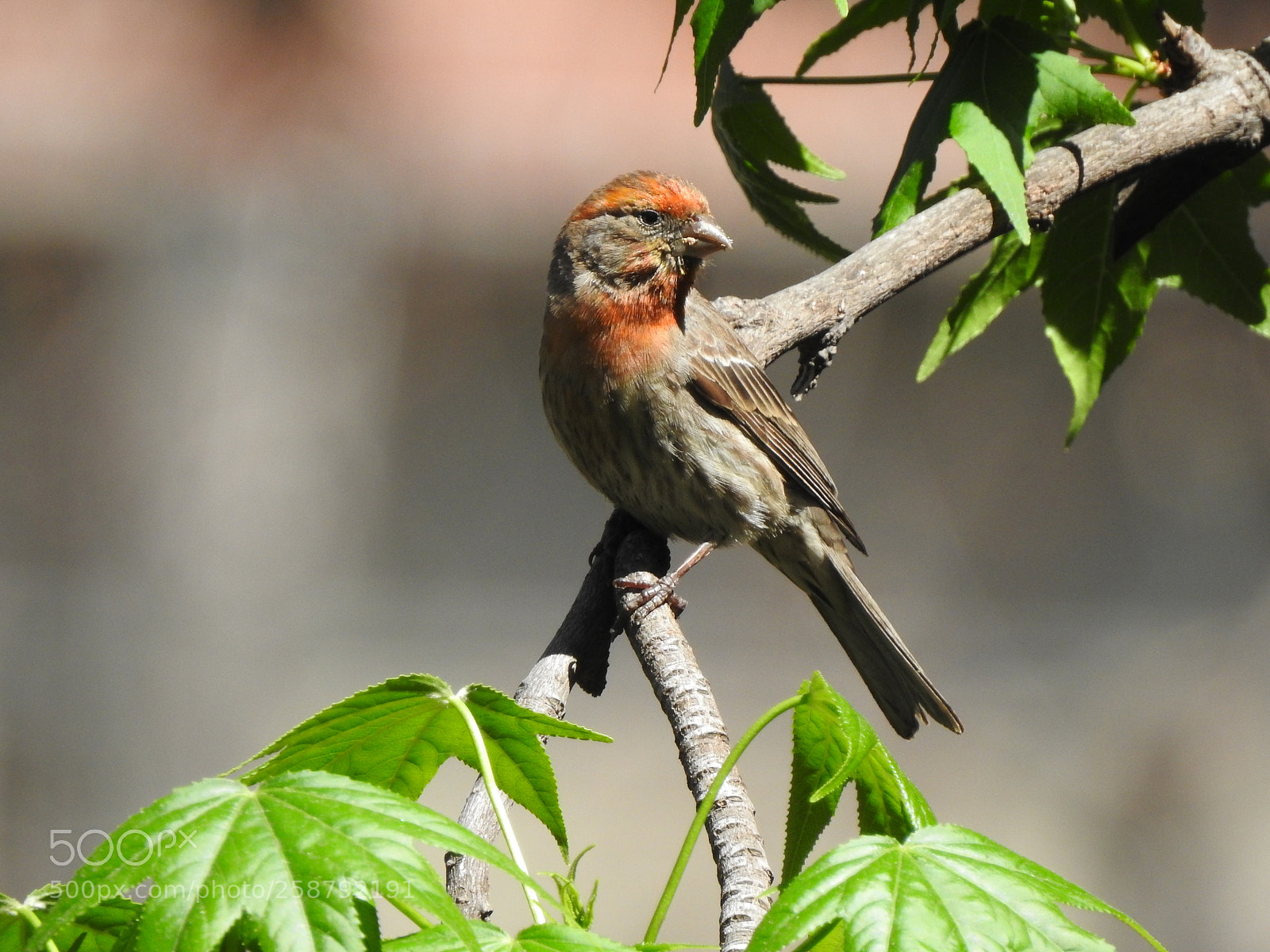 Nikon Coolpix P900 sample photo. House finch photography