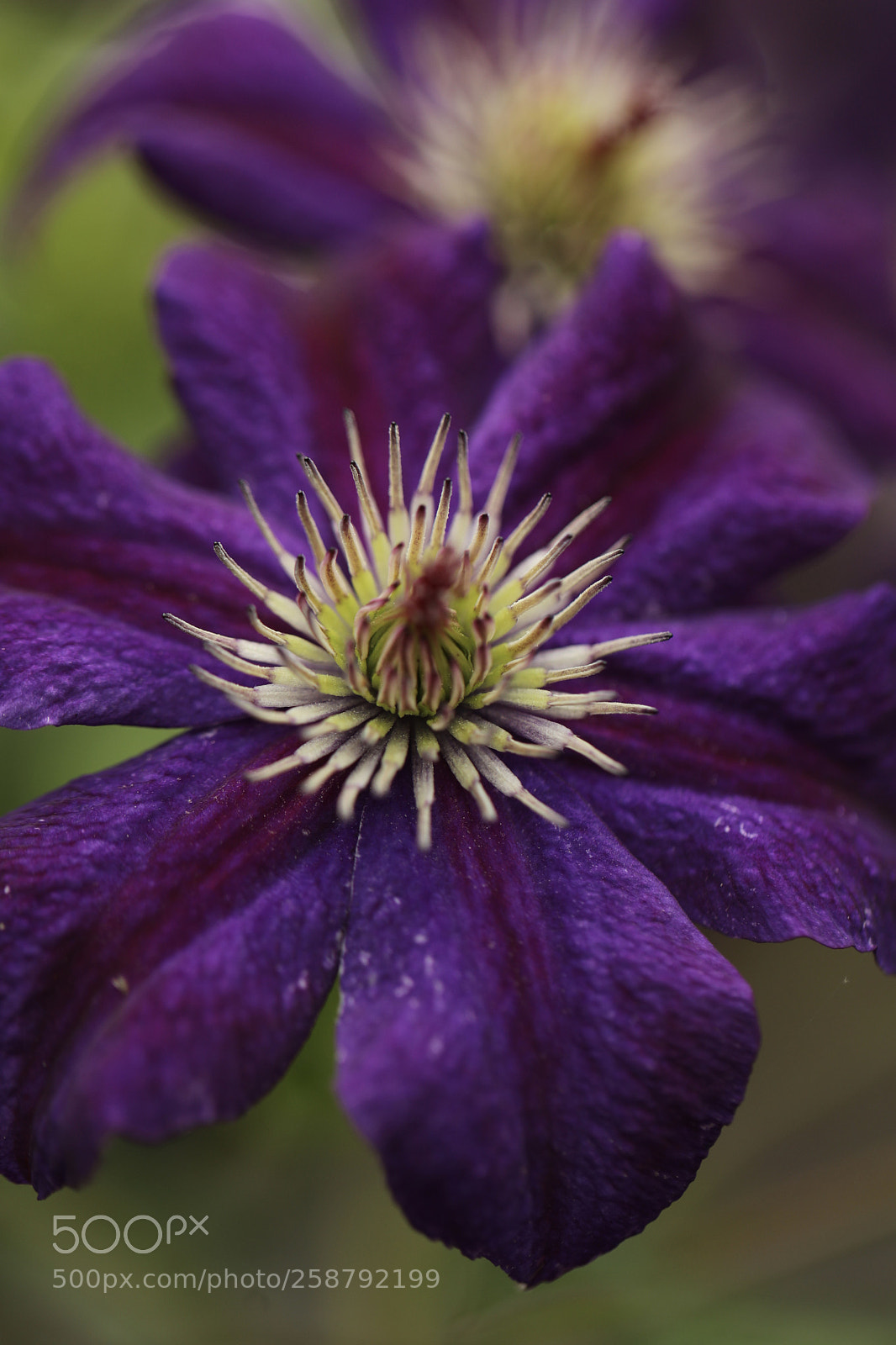Canon EOS 5D Mark IV sample photo. 铁线莲 photography