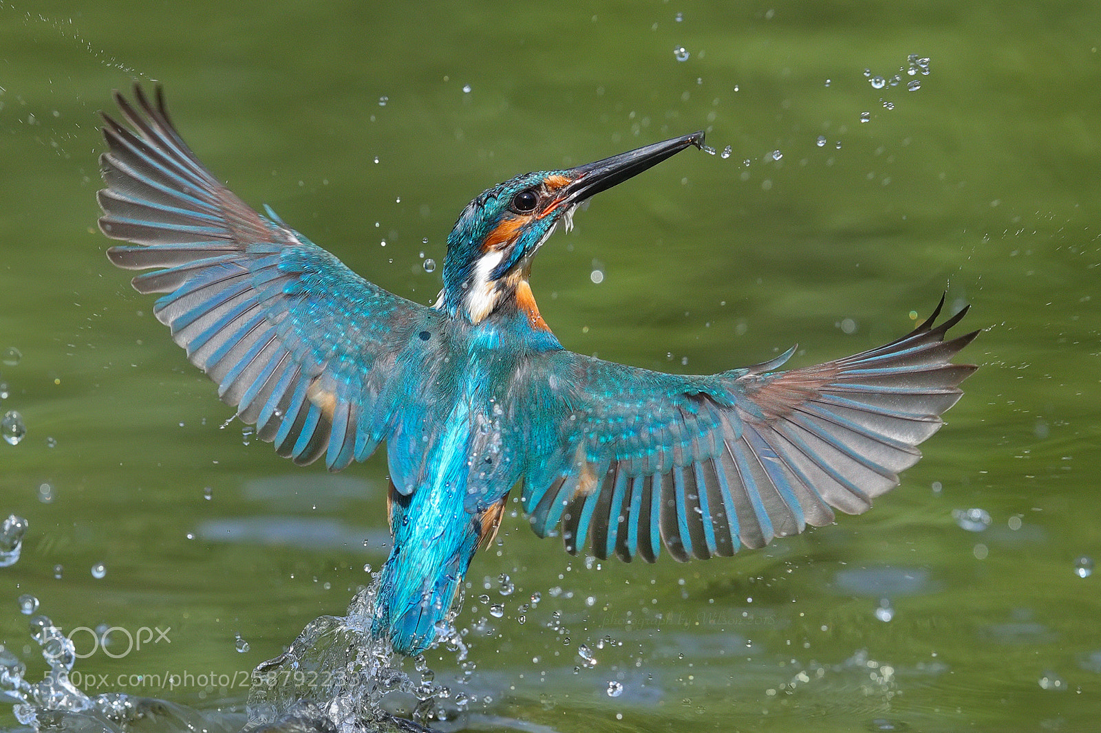 Canon EOS-1D X Mark II sample photo. Alcedo atthis photography