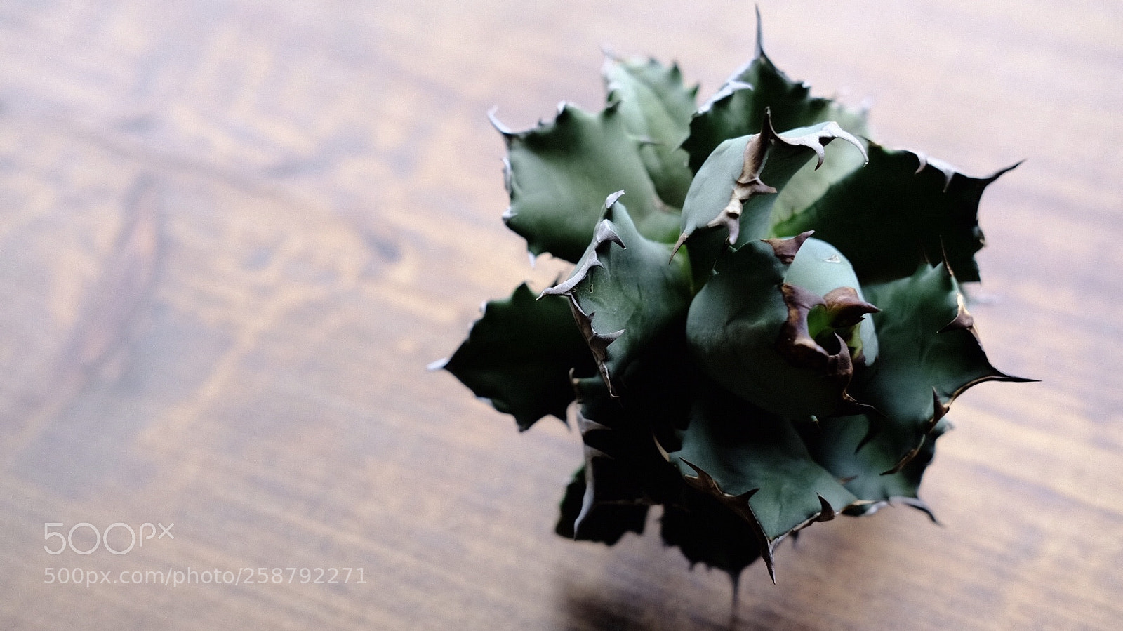 Fujifilm X-T2 sample photo. Untitled photography