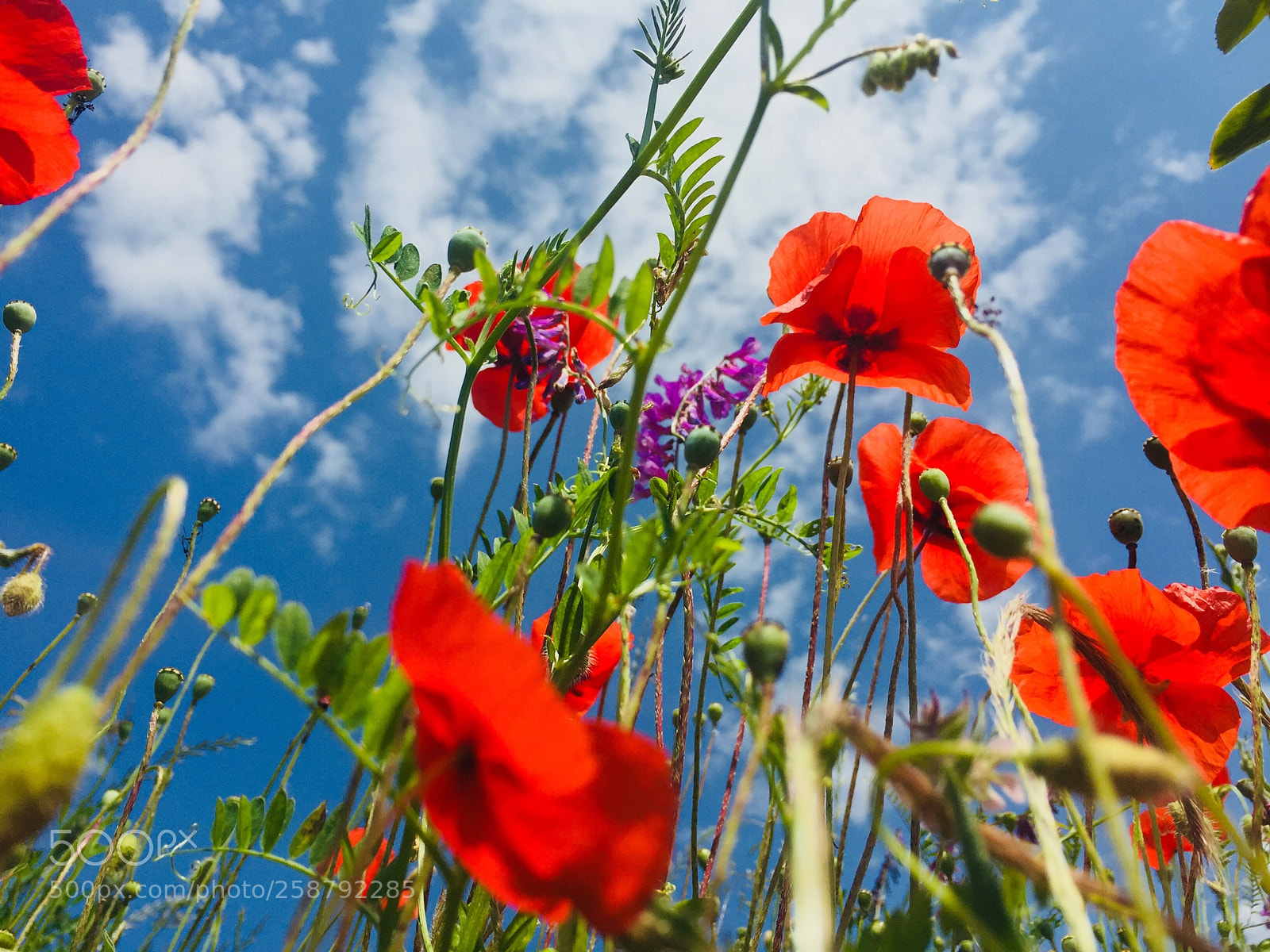 Apple iPhone 6 sample photo. Coquelicots photography