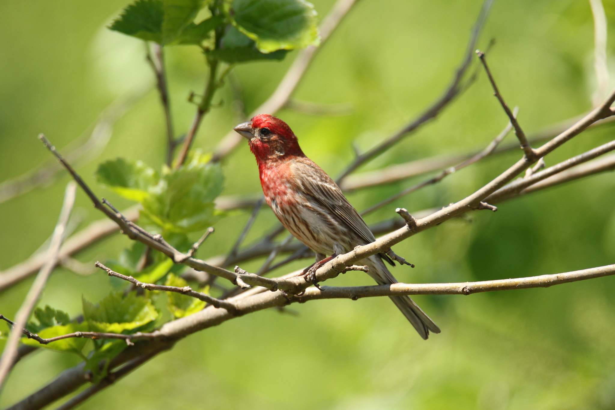 Canon EOS 7D Mark II sample photo. Red head photography