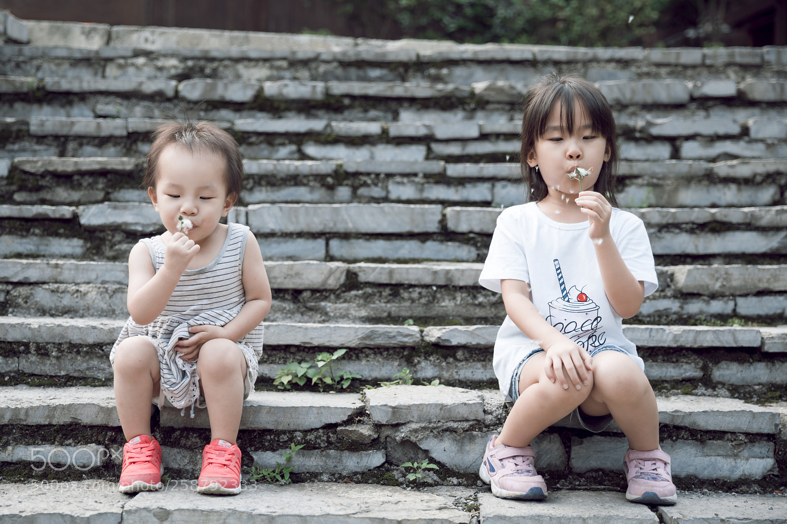 Canon EOS 5D Mark IV sample photo. 2-3 years 4-5years dandelion photography