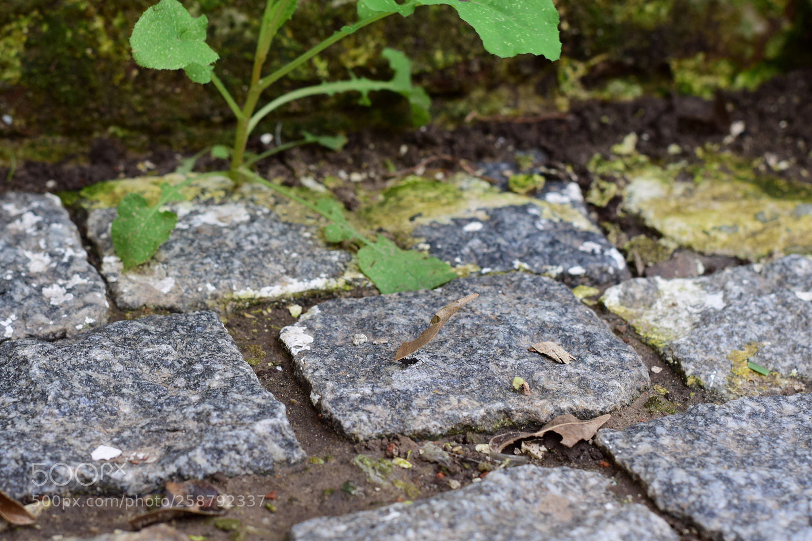 Nikon D5300 sample photo. Hormi photography