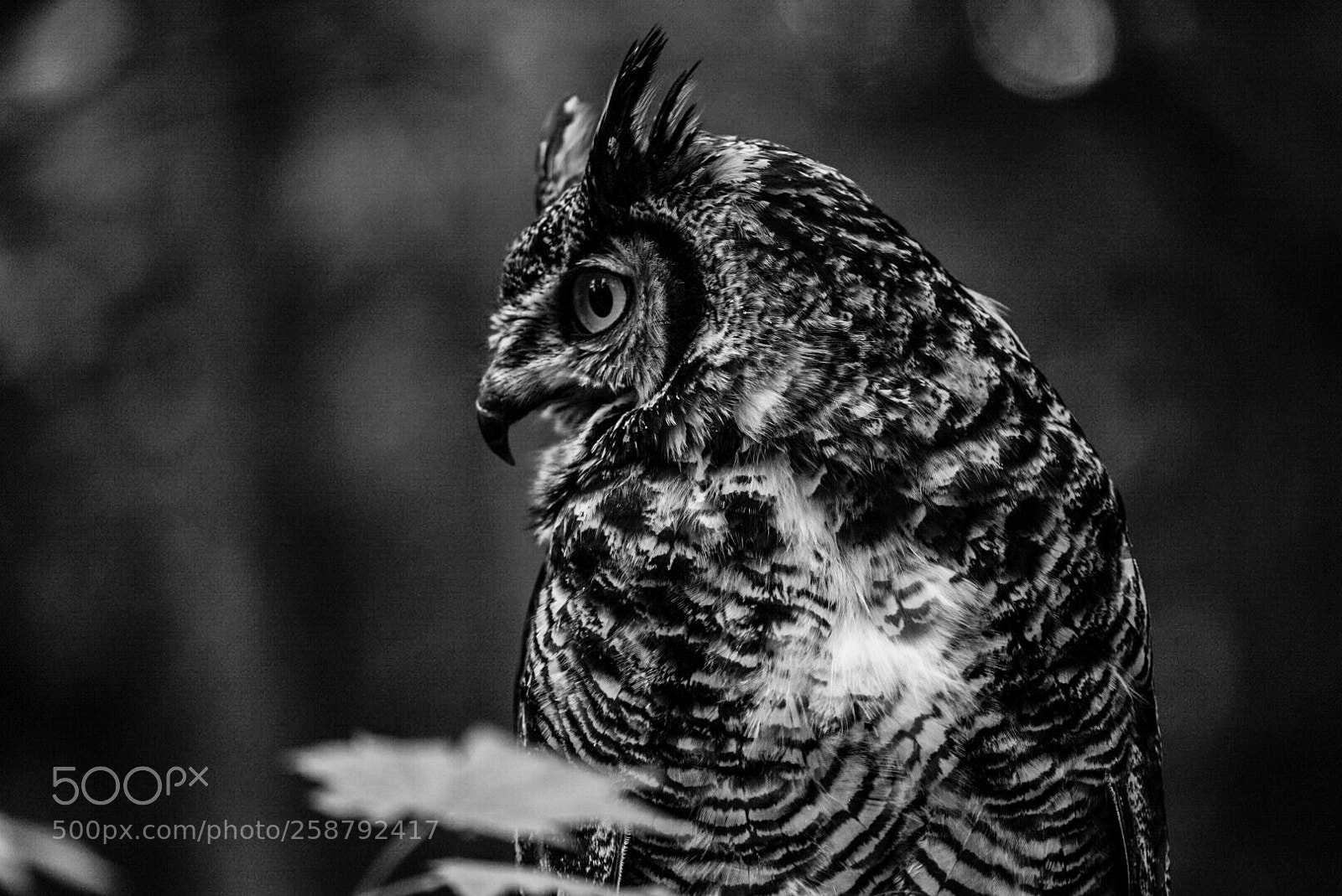 Sony a7R III sample photo. Owl 2 photography