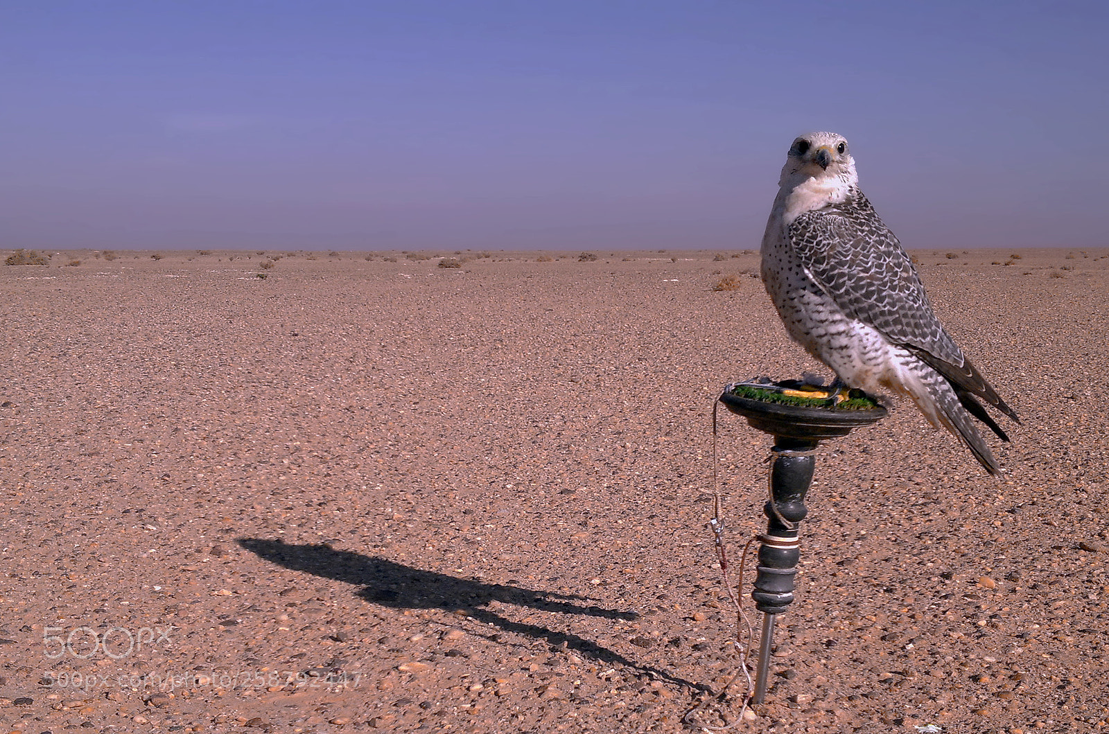 Nikon D7000 sample photo. Wild life photography
