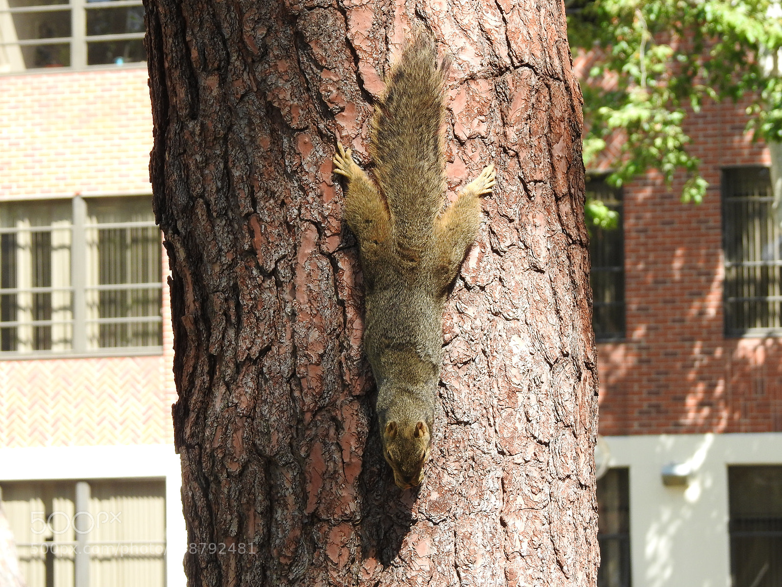 Nikon Coolpix P900 sample photo. Feeding squirrel photography
