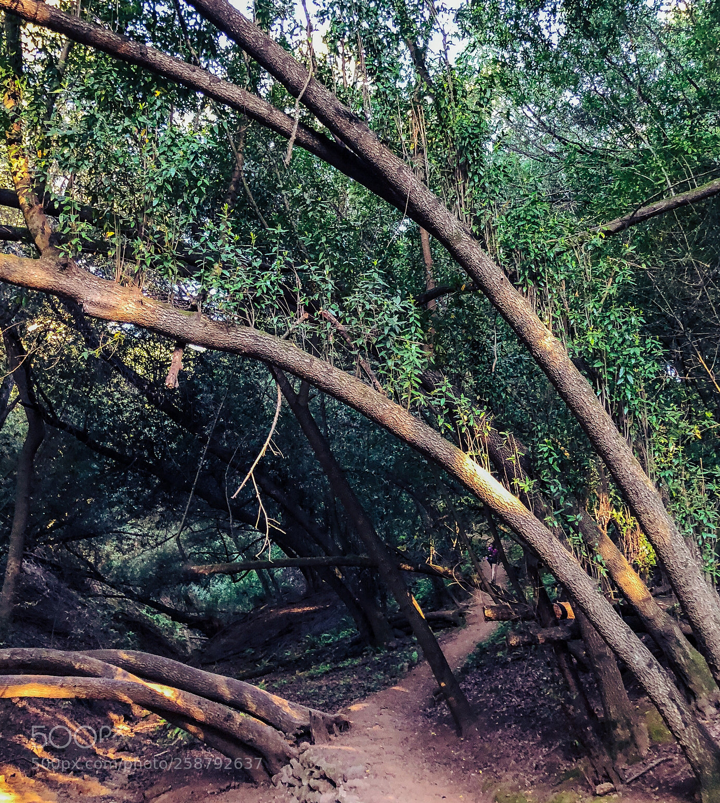 Apple iPhone 8 Plus sample photo. Horizontal trees  photography