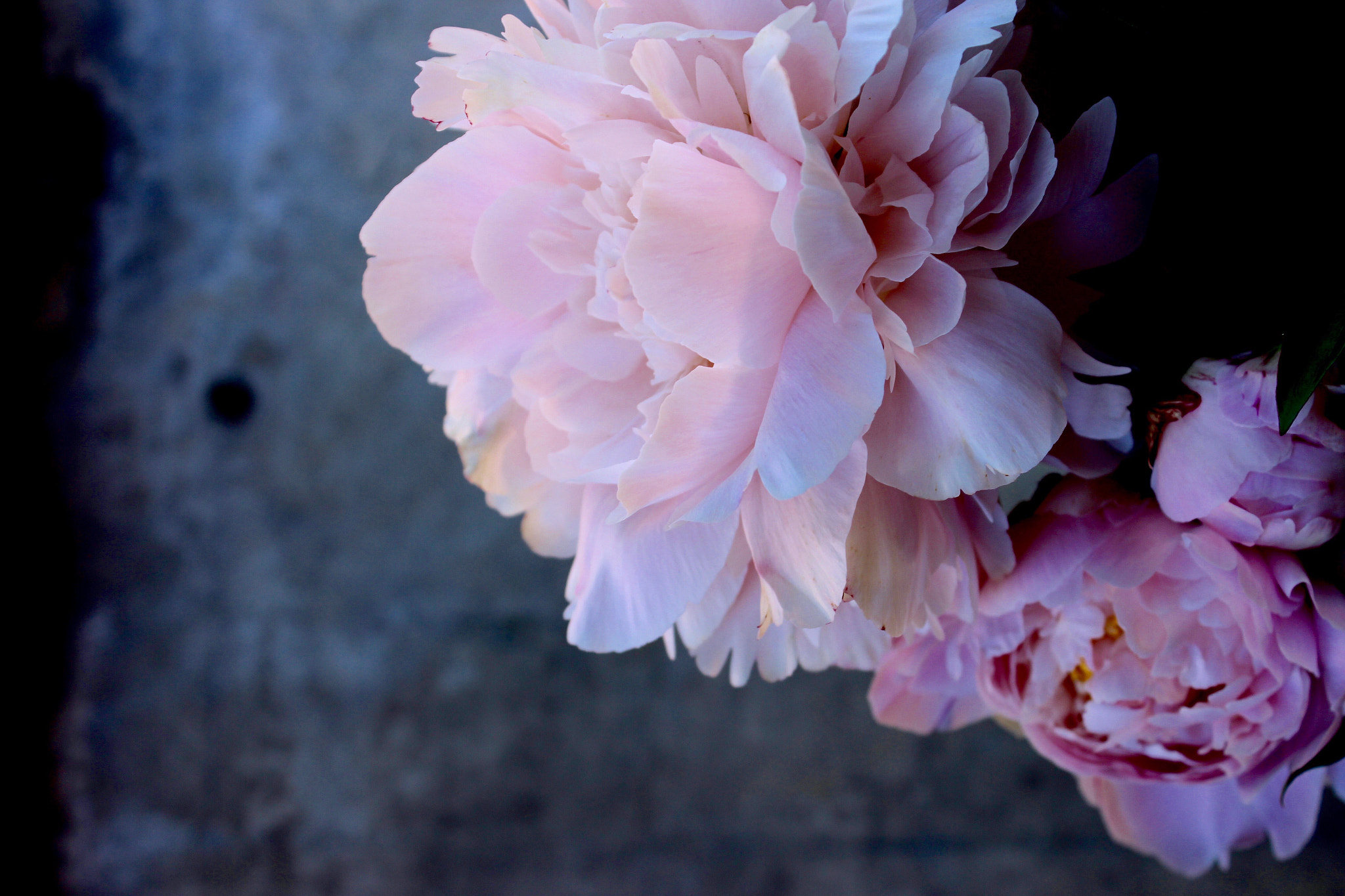 Canon EOS 600D (Rebel EOS T3i / EOS Kiss X5) sample photo. Peony photography