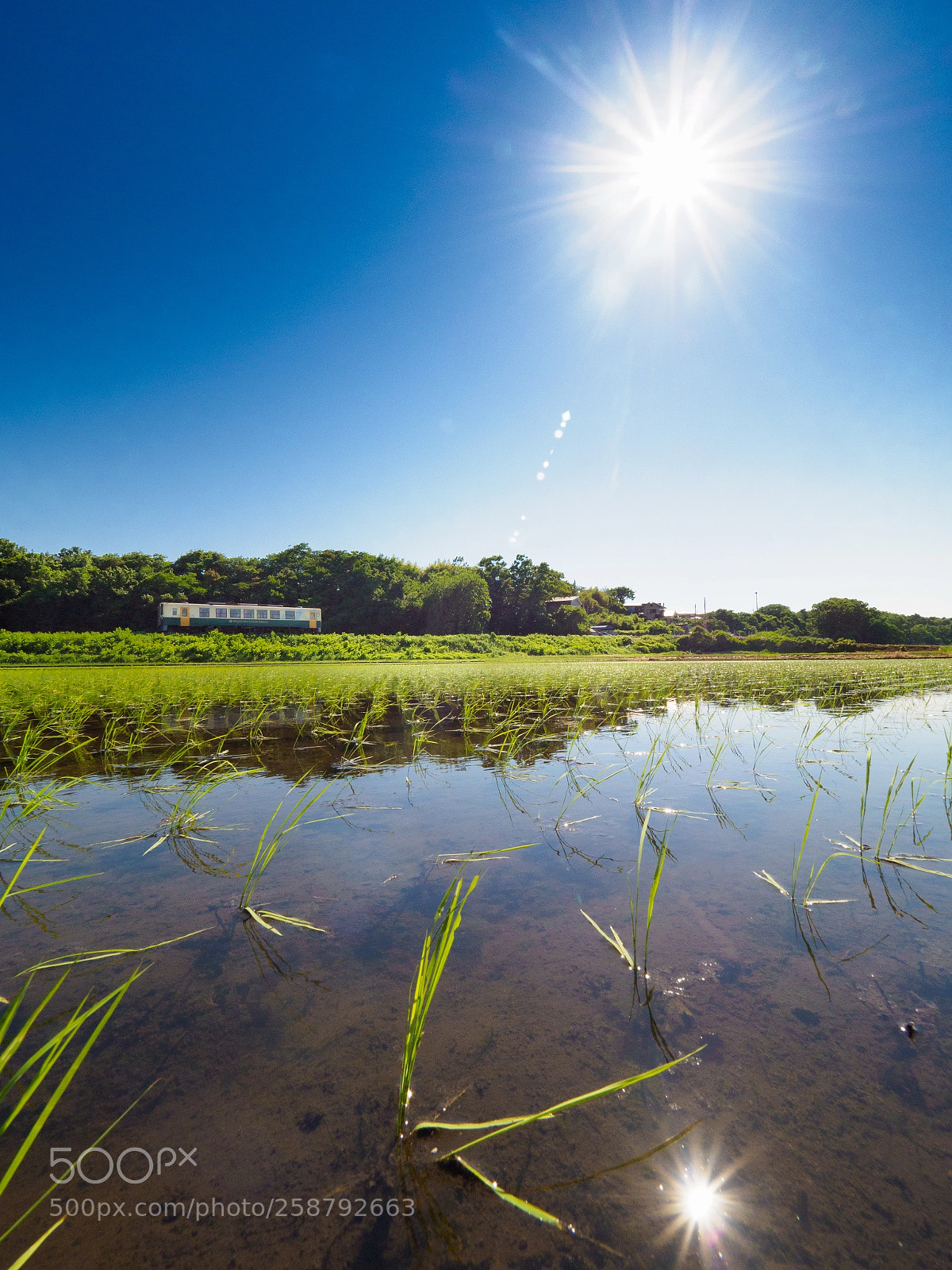 Olympus OM-D E-M1 Mark II sample photo. Rice field and railway photography