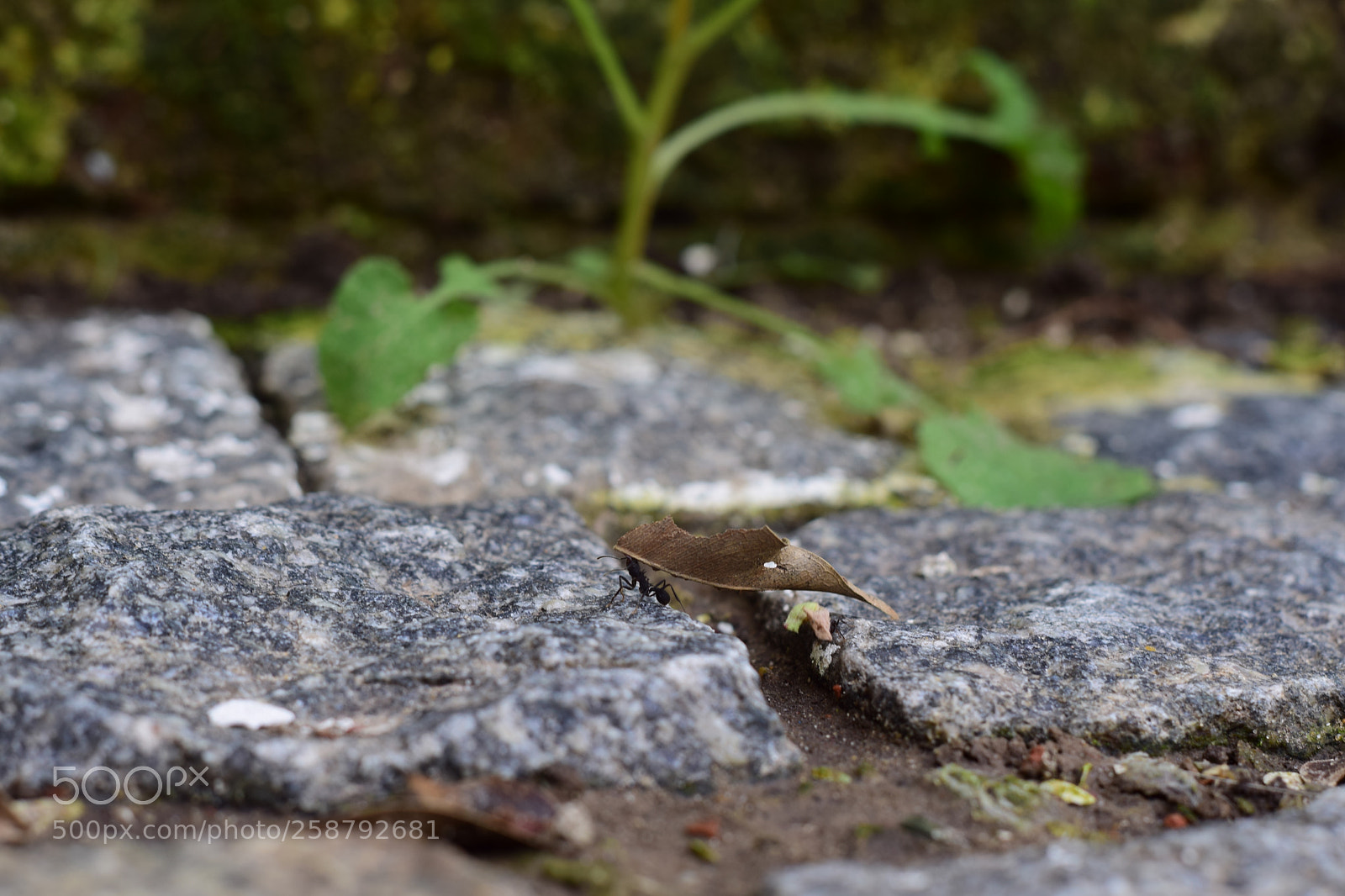 Nikon D5300 sample photo. Hormi photography