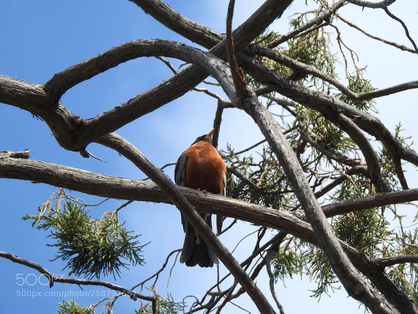 Nikon Coolpix P900 sample photo. American robin photography