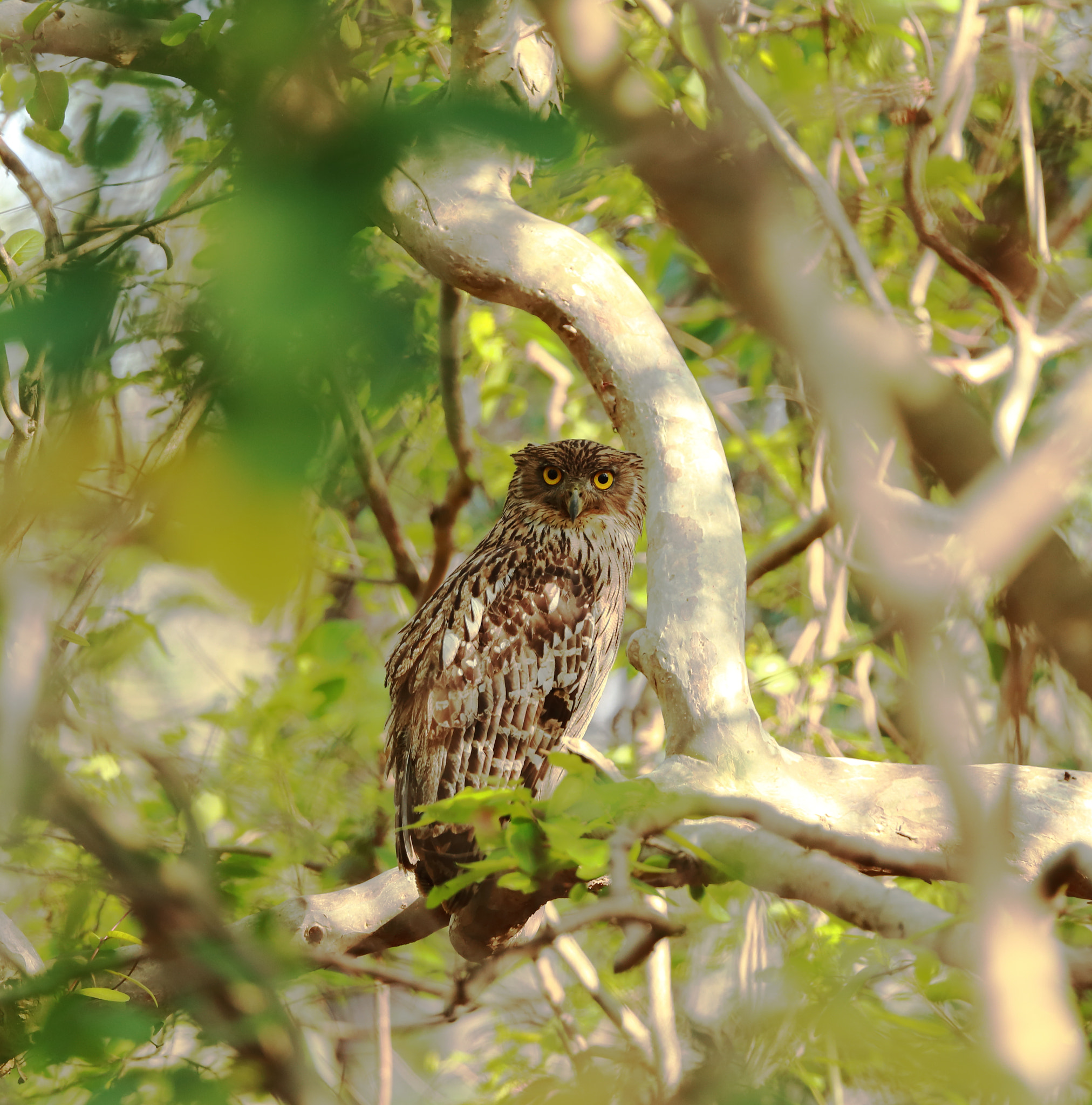 Canon EF 300mm F2.8L IS II USM sample photo. Look into my eyes photography