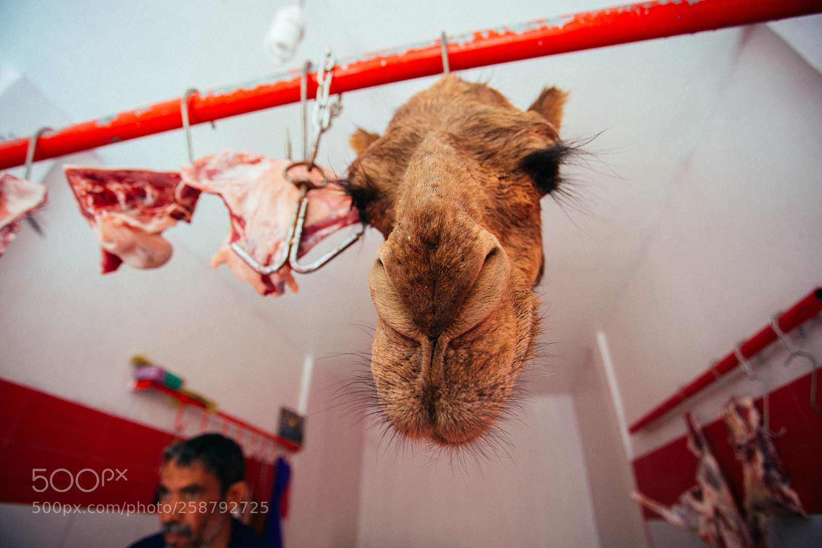 Canon EOS 6D sample photo. Tunis love camel photography