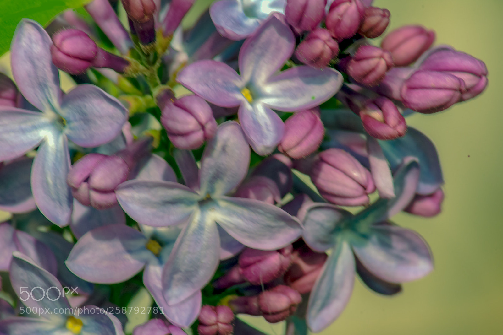 Nikon D3400 sample photo. May bouquet photography