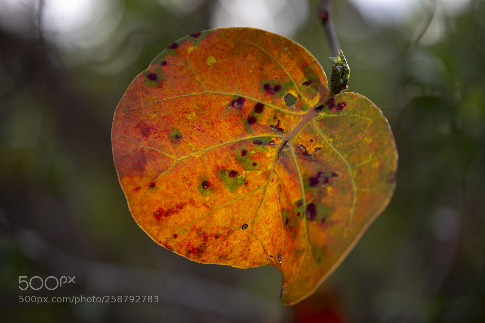 Canon EOS 6D sample photo. Lantern leaf photography