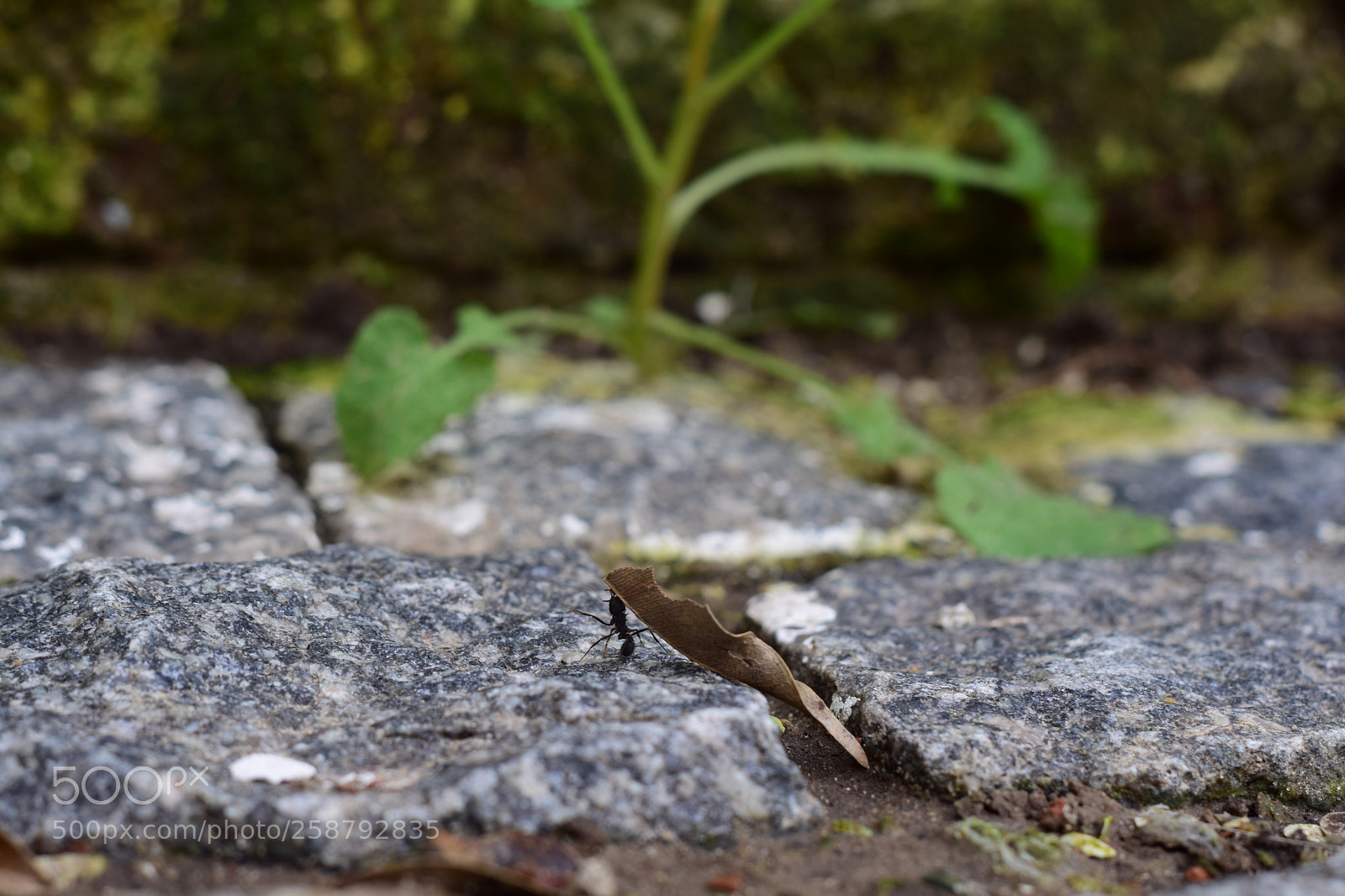 Nikon D5300 sample photo. Hormi photography