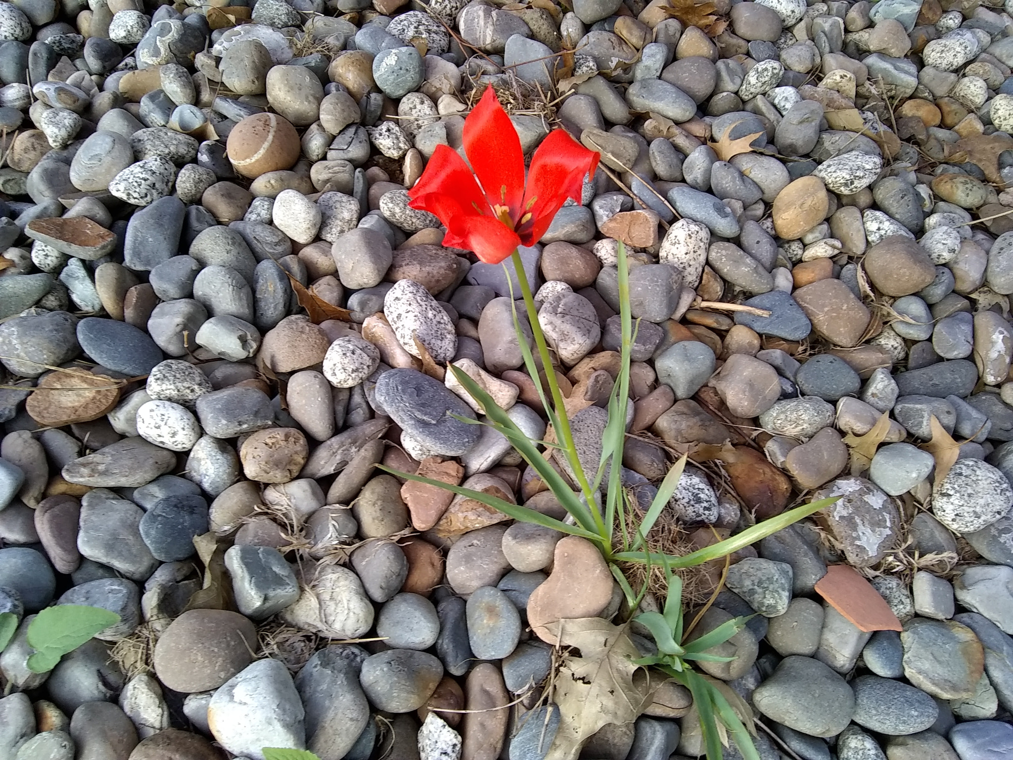 Motorola Moto E4 sample photo