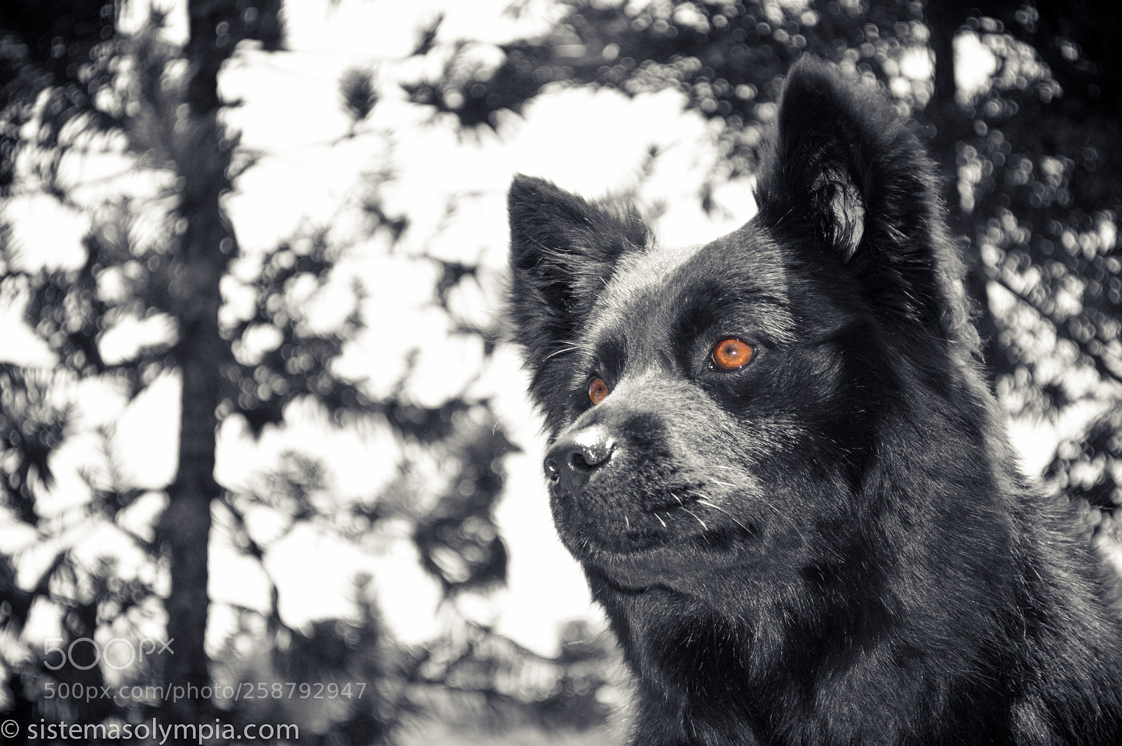 Nikon D3200 sample photo. Frigga photography