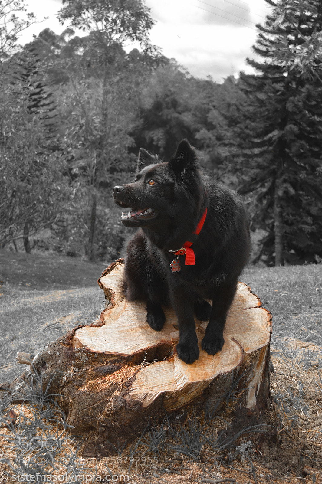 Nikon D3200 sample photo. Frigga photography