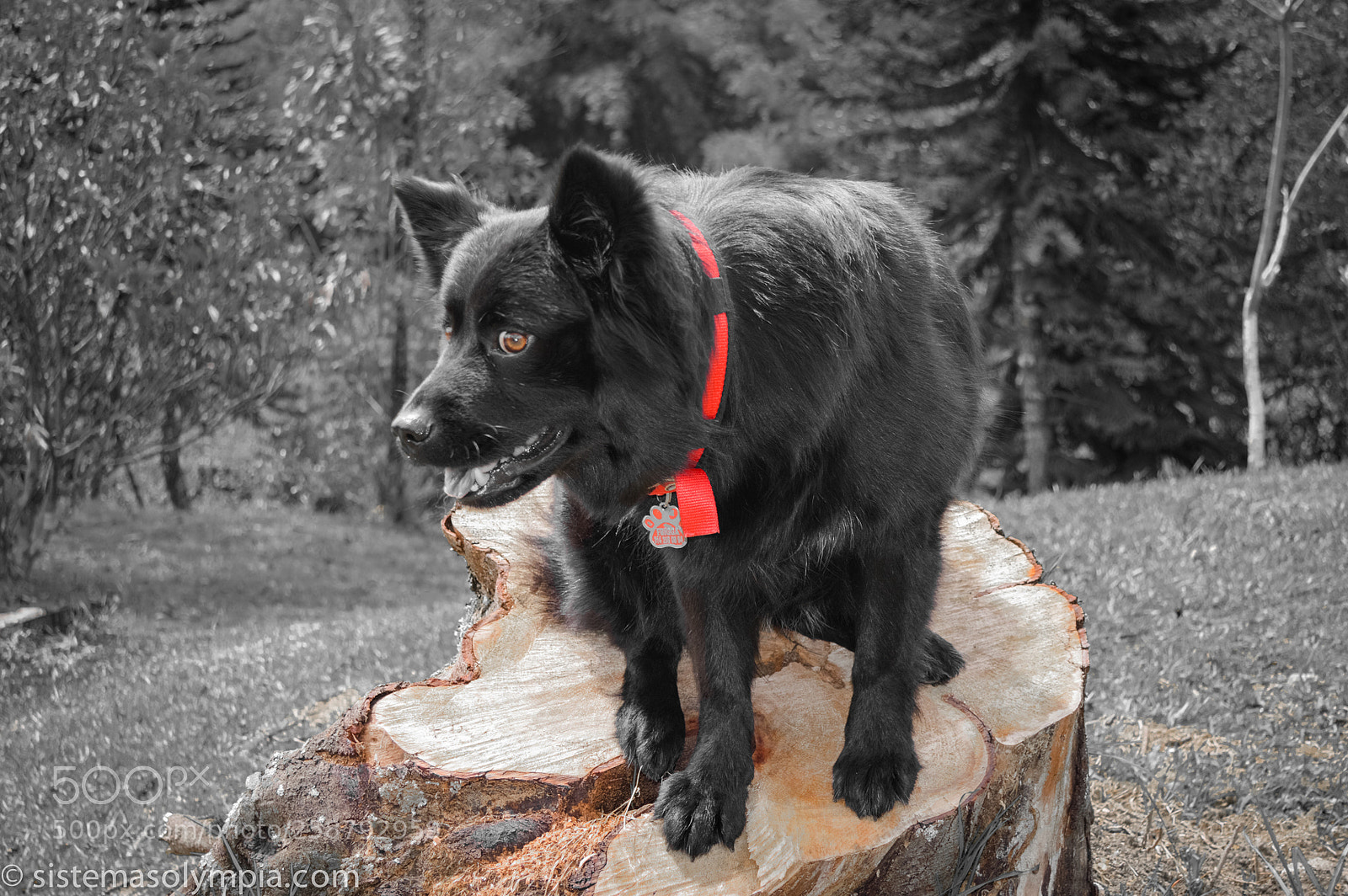 Nikon D3200 sample photo. Frigga photography