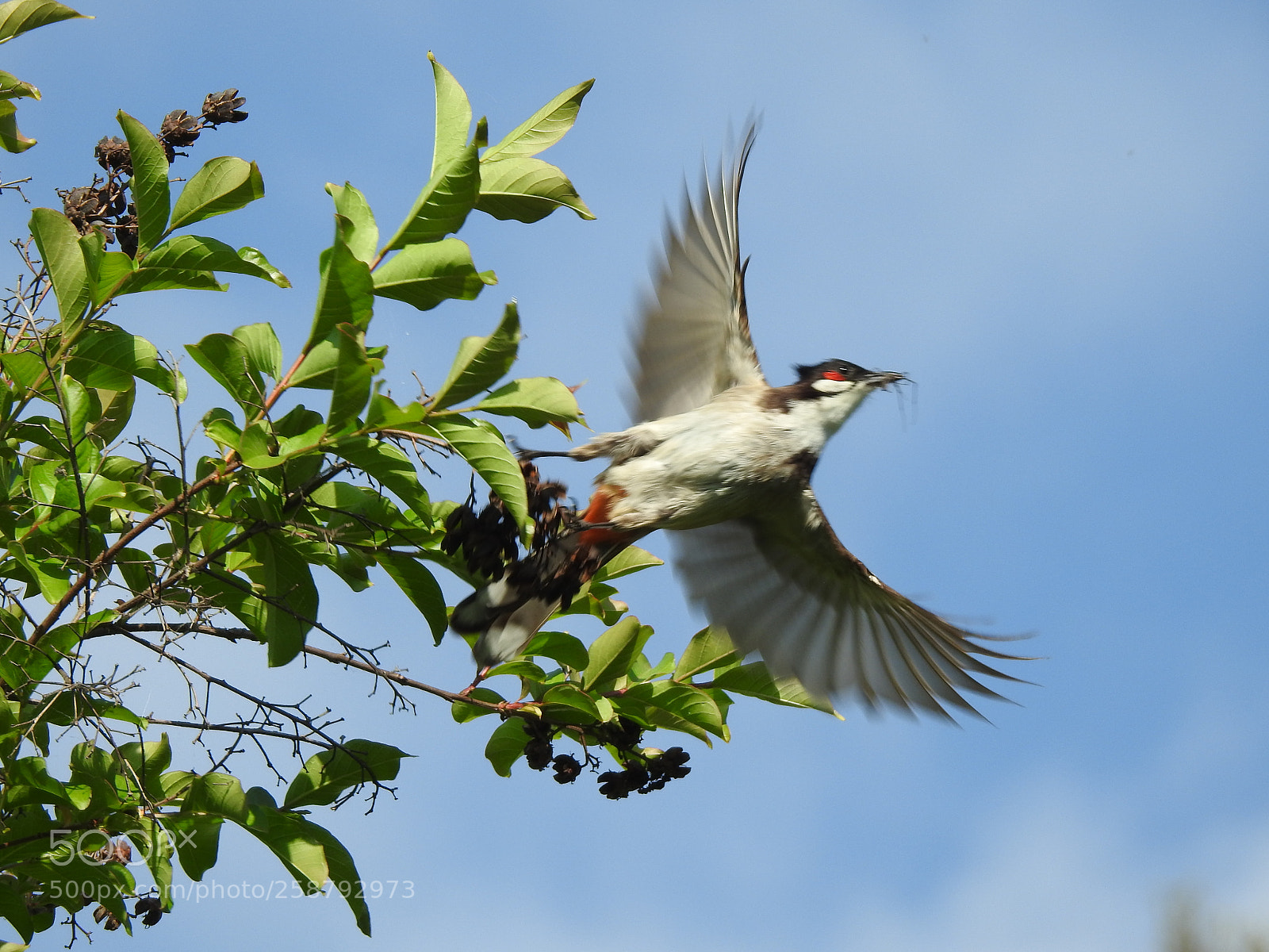 Nikon Coolpix P900 sample photo. Red-whiskered bulbul photography