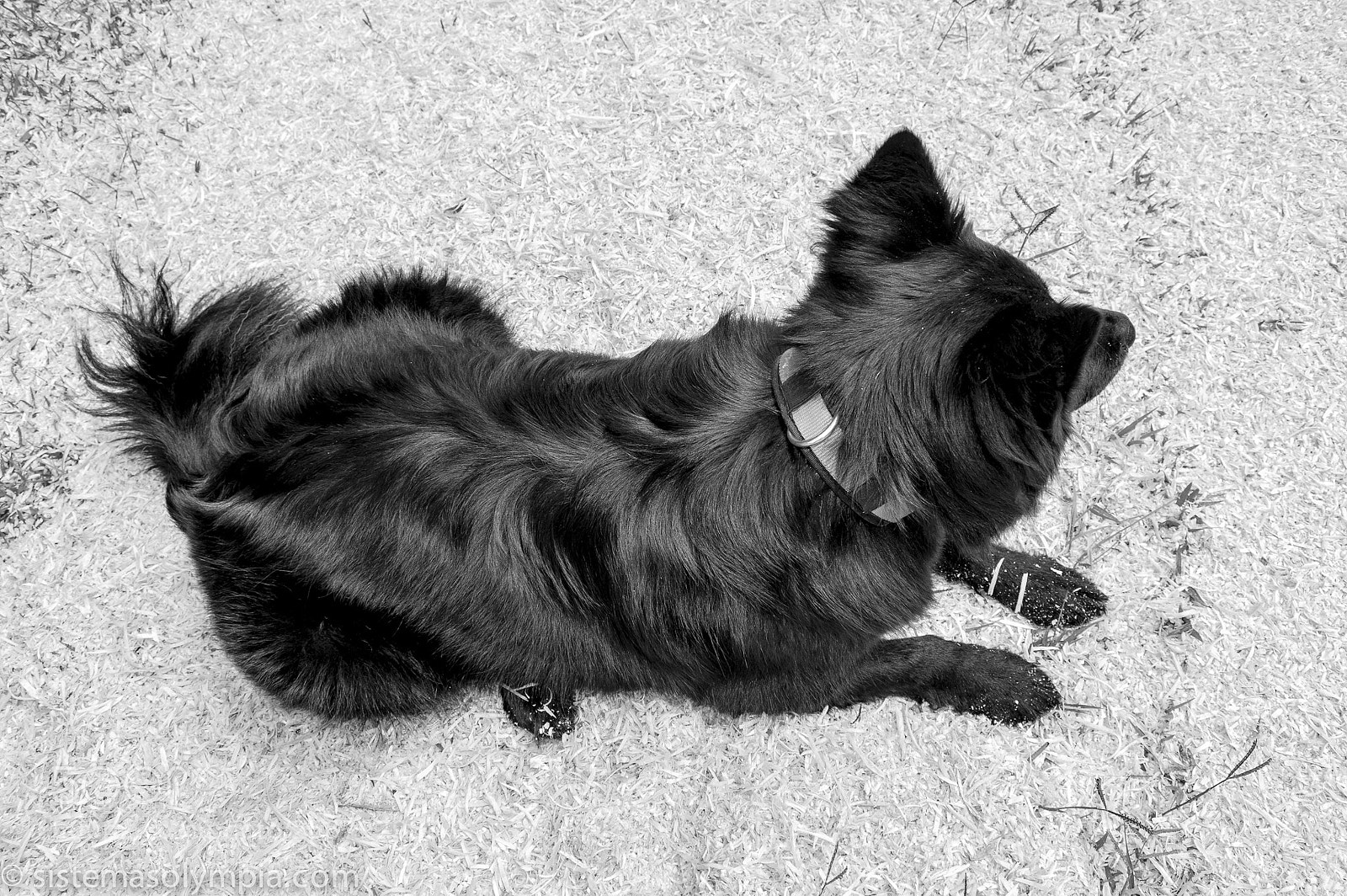 Nikon D3200 sample photo. Frigga photography